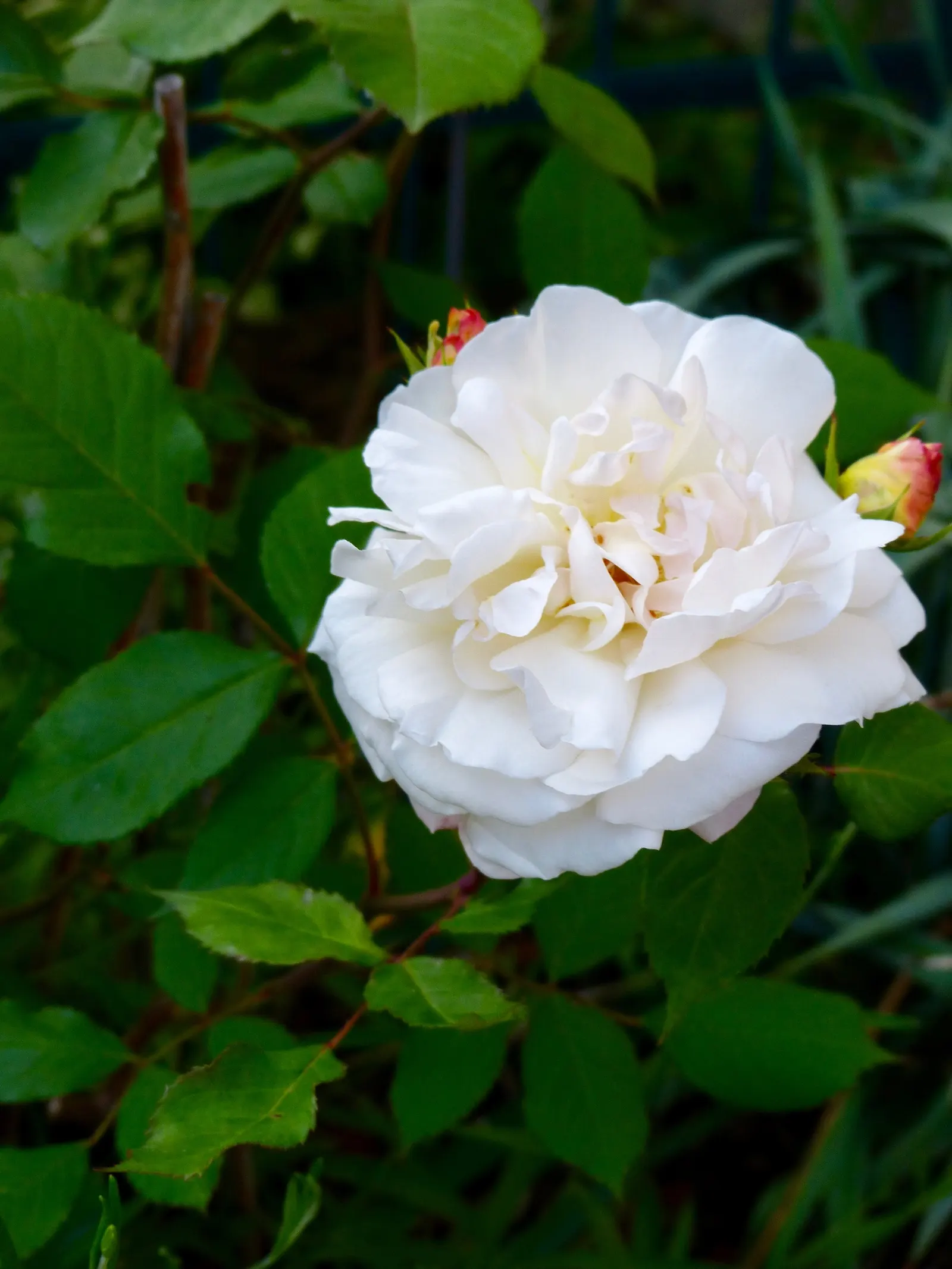 Gruss An Aachen Rose (Rosa 'Gruss An Aachen') — shrub for full or half