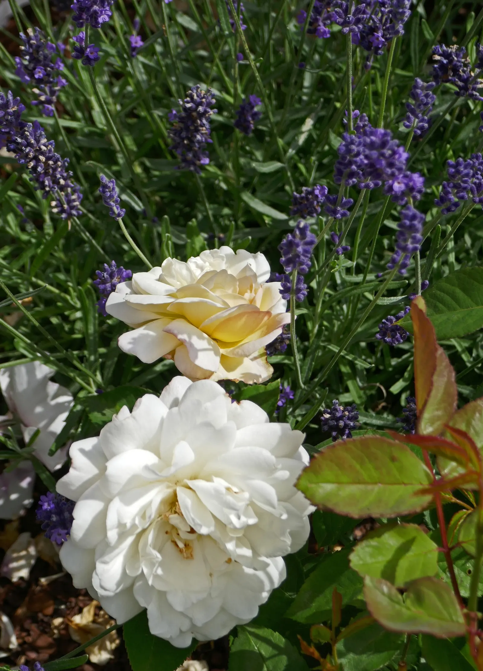 Gruss An Aachen Rose (Rosa 'Gruss An Aachen') — shrub with white blooms; making it a versatile choice as a low hedge or a charming feature in a, image 59