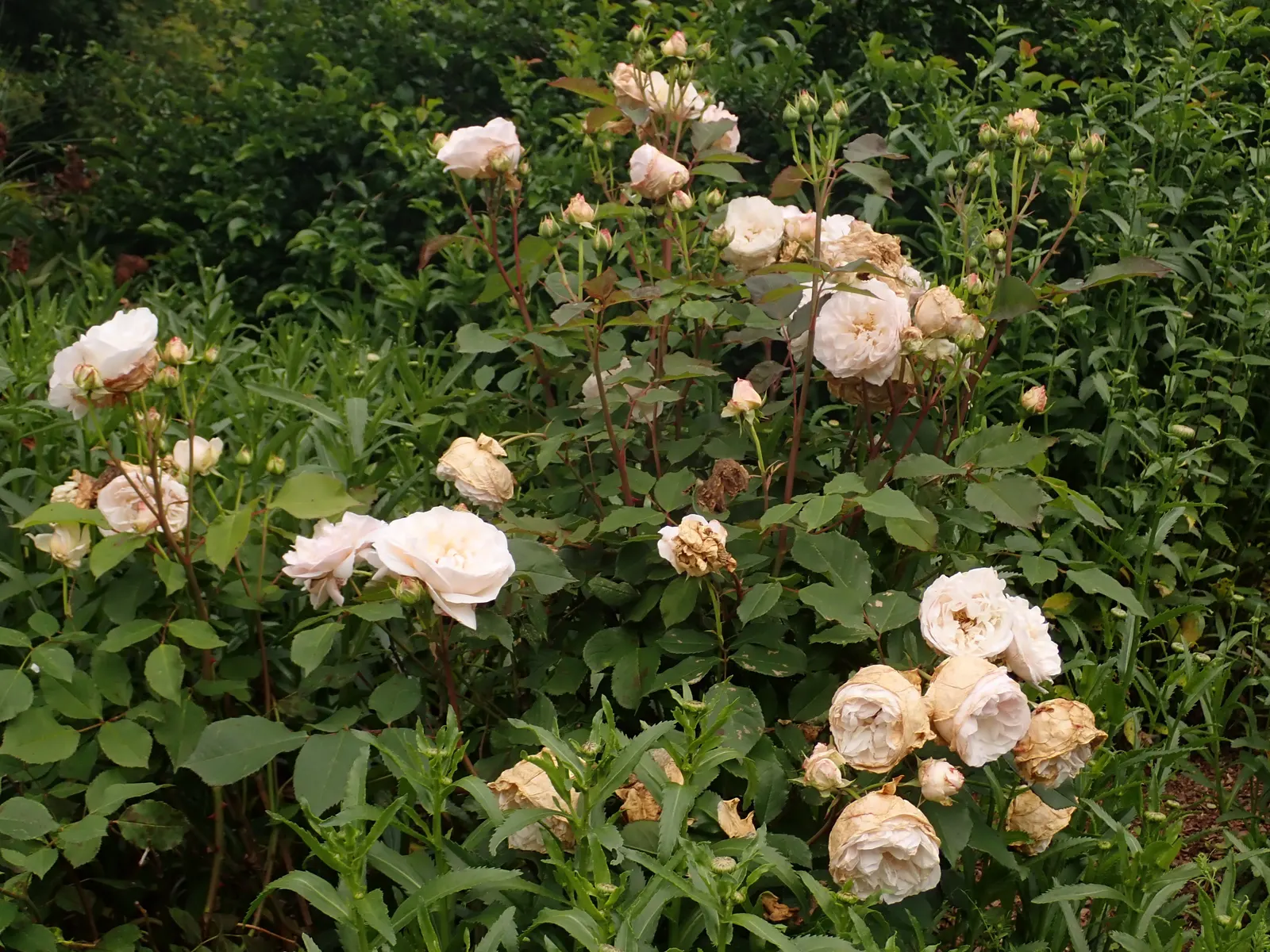 Gruss An Aachen Rose (Rosa 'Gruss An Aachen') — Originating from Germany in the early 20th century; shrub with white blooms