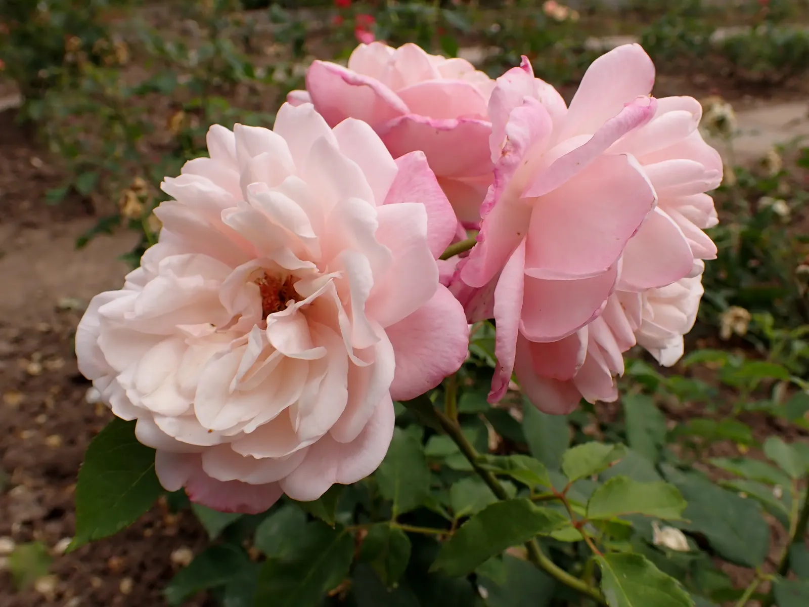 Gruss An Aachen Rose (Rosa 'Gruss An Aachen') — its compact growth habit also allows it to thrive in containers