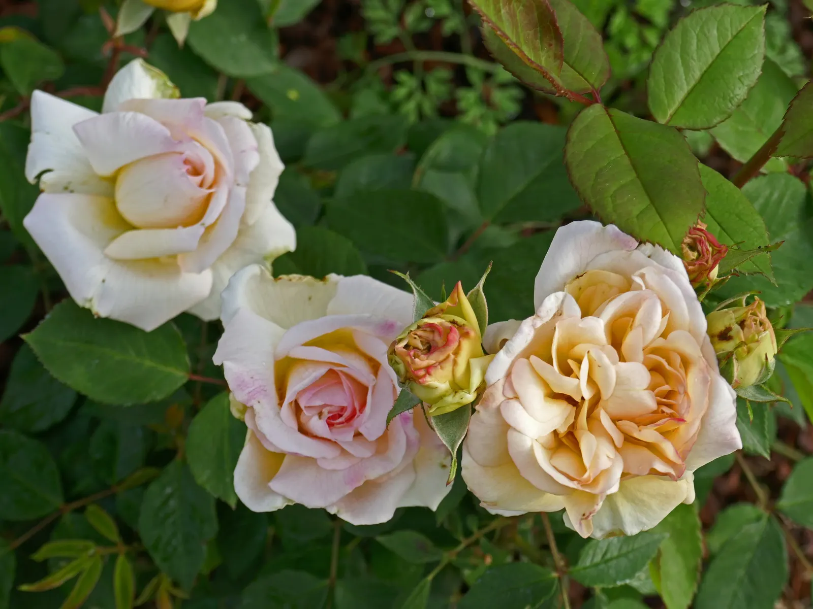 Gruss An Aachen Rose (Rosa 'Gruss An Aachen') — perfect for a showy yet romantic addition to any landscape design; offering flexibility for those, image 65