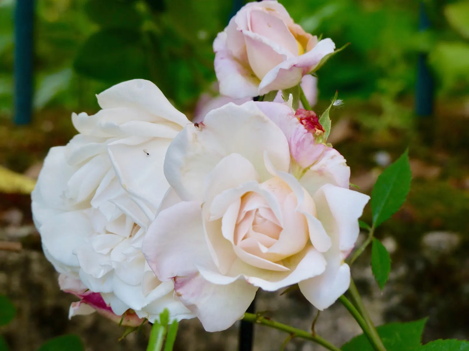 Gruss An Aachen Rose (Rosa 'Gruss An Aachen') — perfect for a showy yet romantic addition to any landscape design; offering flexibility for those, image 45