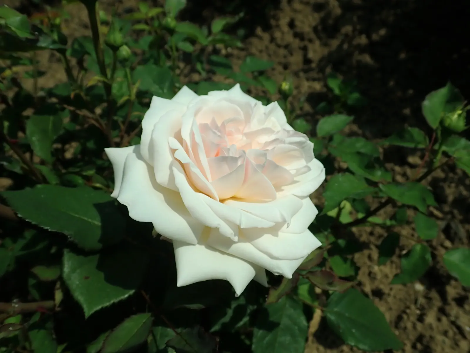Gruss An Aachen Rose (Rosa 'Gruss An Aachen') — Hardy in USDA zones 5-9, it matures to an elegant bush approximately 2.5 feet tall and wide; its, image 62