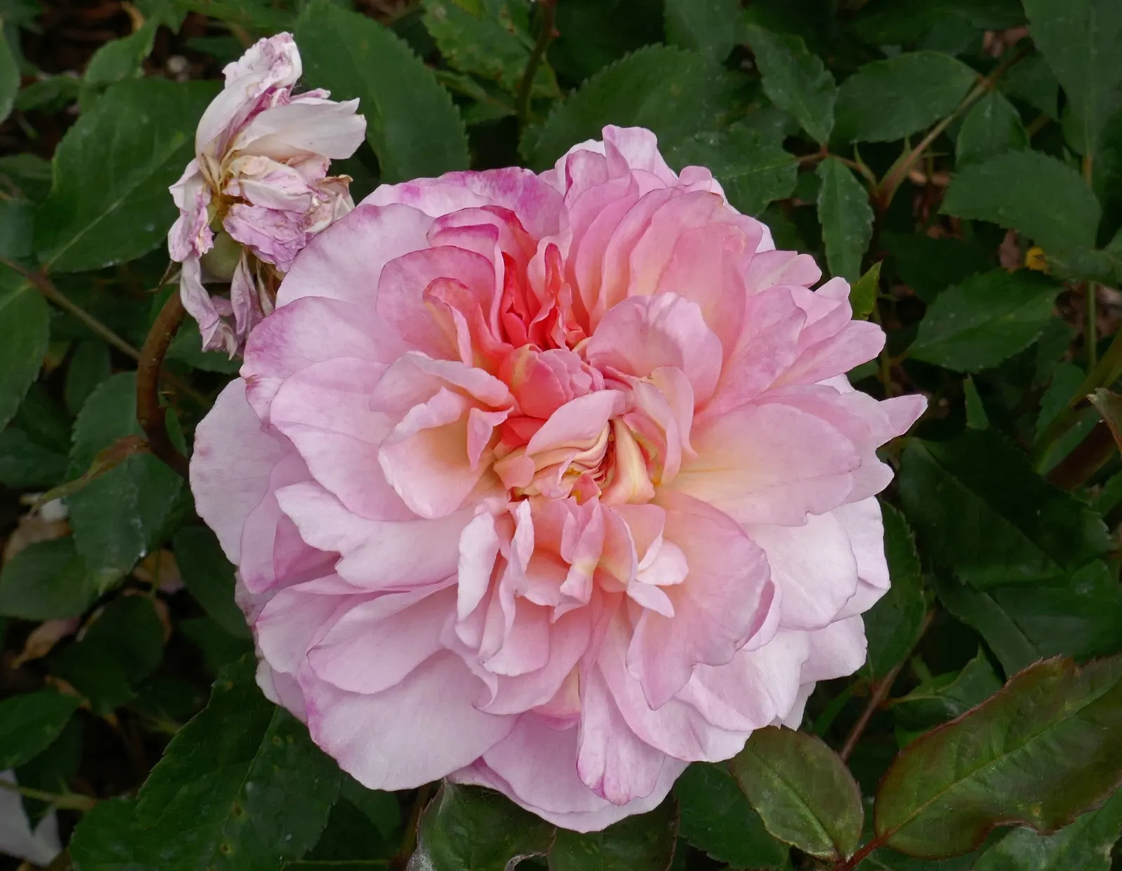 Gruss An Aachen Rose (Rosa 'Gruss An Aachen') — Ideal for borders and beds, it prefers full sun and well-drained soil; white flowers in the garden, image 43