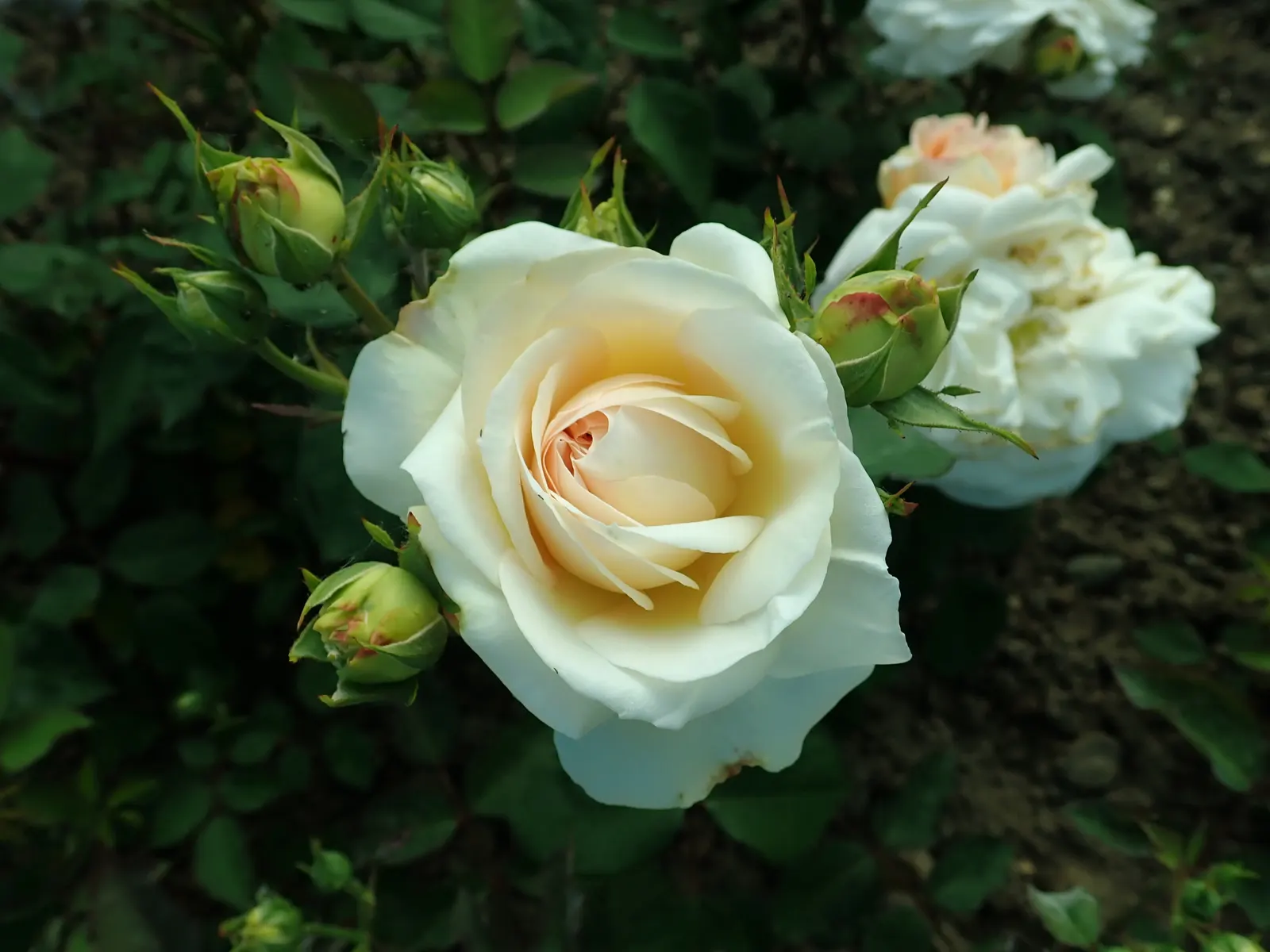 Gruss An Aachen Rose (Rosa 'Gruss An Aachen') — displaying good disease resistance