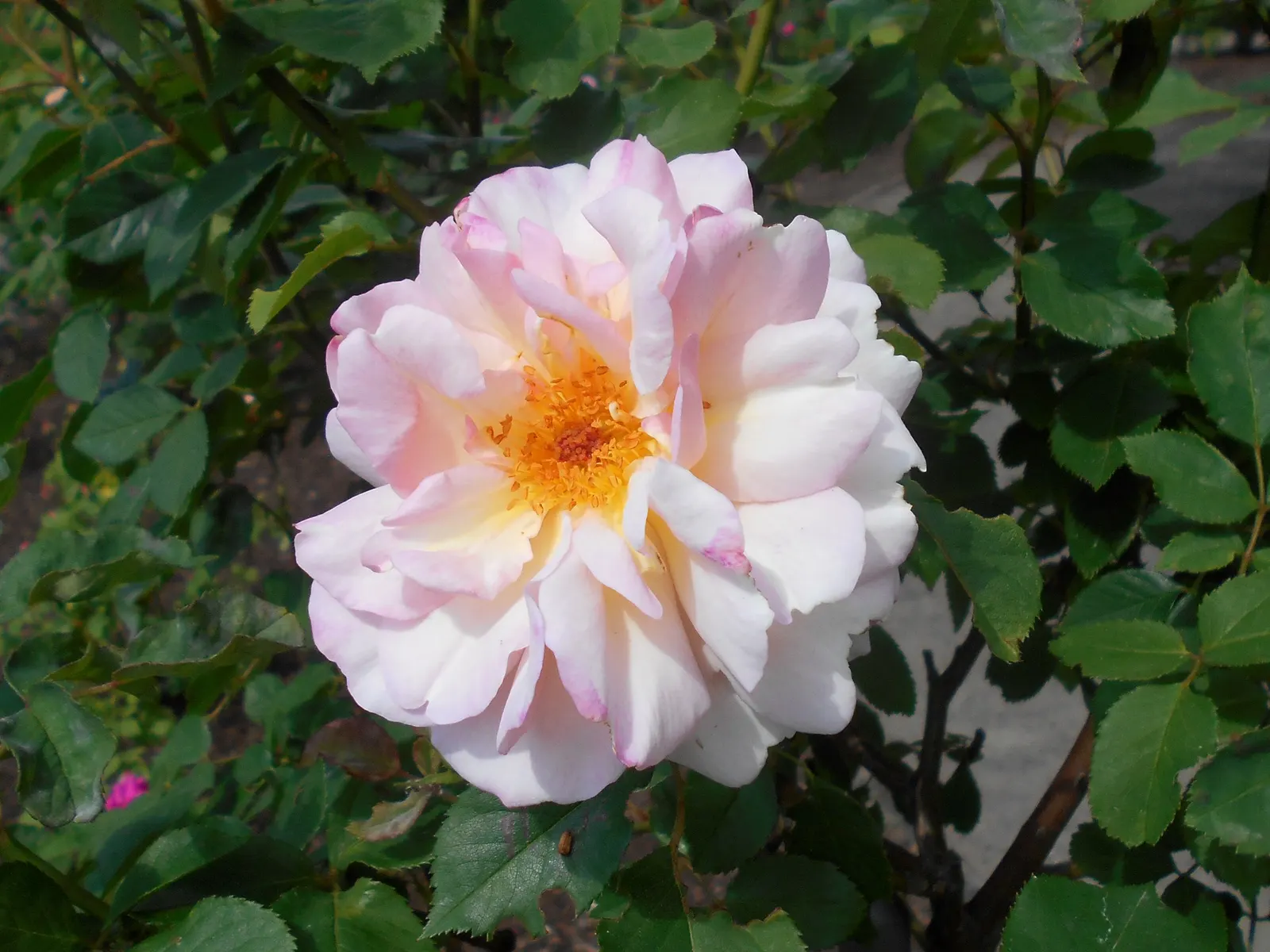 Gruss An Aachen Rose (Rosa 'Gruss An Aachen') — Ideal for borders and beds, it prefers full sun and well-drained soil; white flowers in the garden