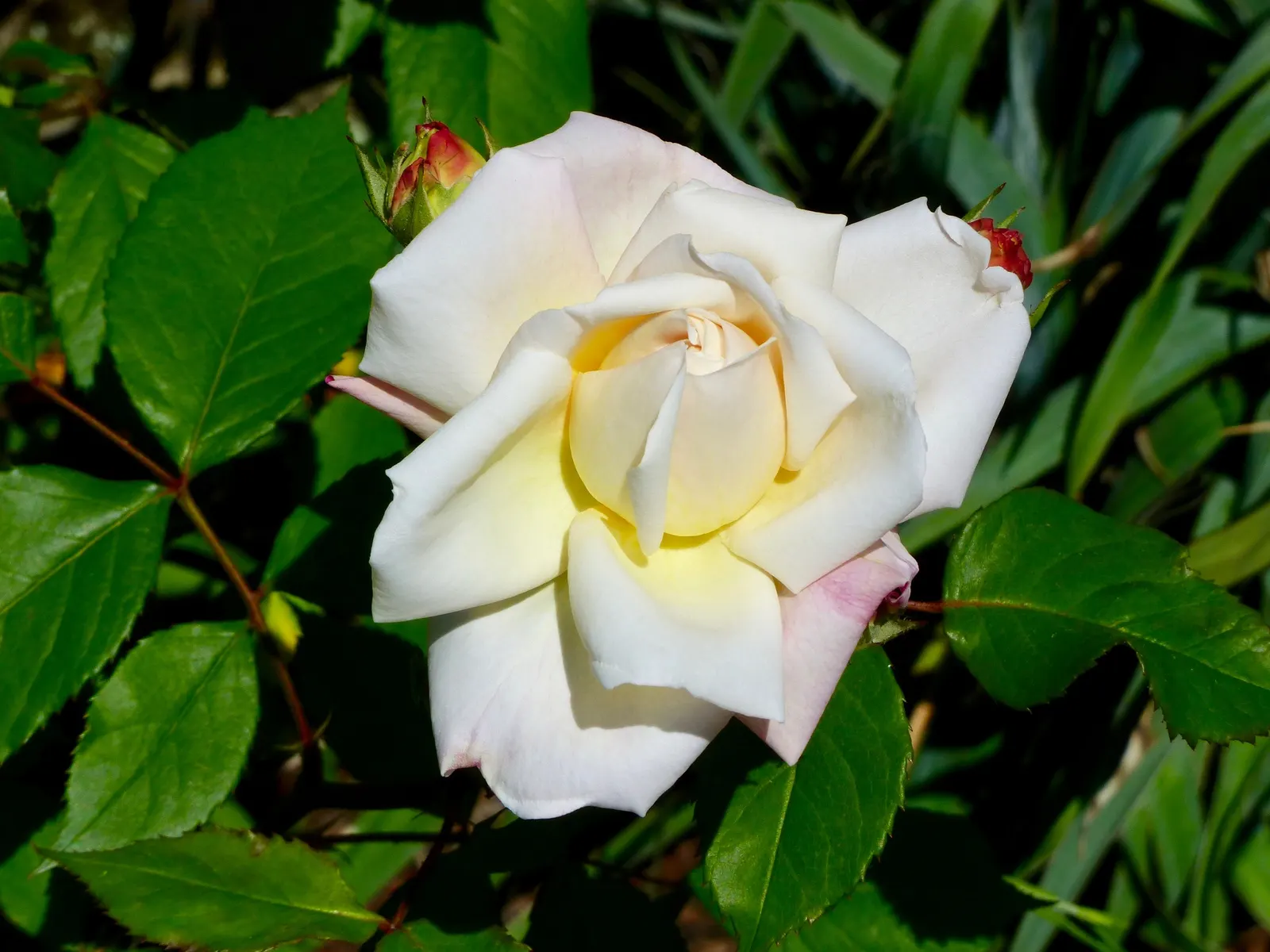 Gruss An Aachen Rose (Rosa 'Gruss An Aachen') — display a densely packed array of petals that exude a mild