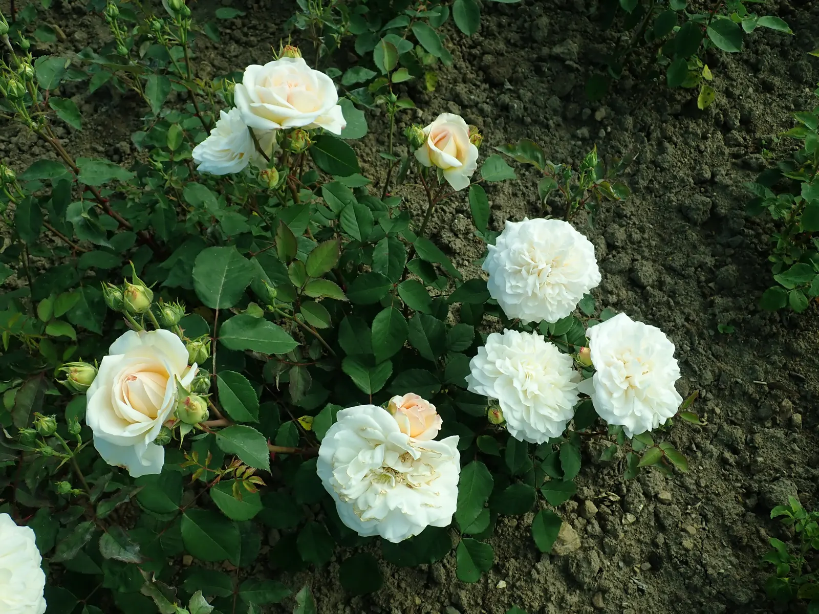 Gruss An Aachen Rose (Rosa 'Gruss An Aachen') — shrub with white blooms
