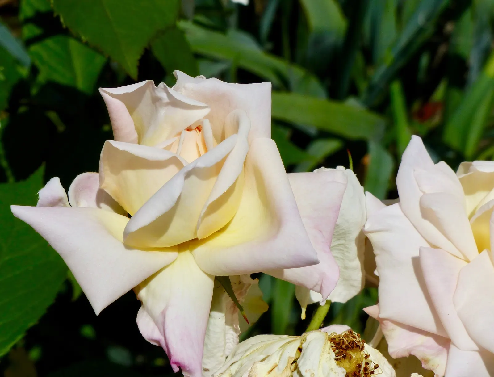 Gruss An Aachen Rose (Rosa 'Gruss An Aachen') — display a densely packed array of petals that exude a mild; plant 'Gruss an Aachen' in well-drained, image 68