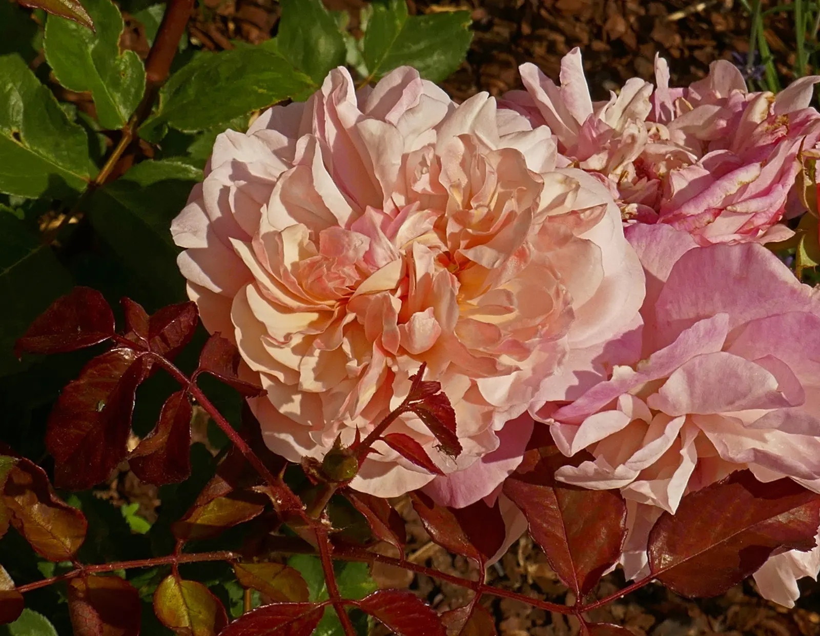 Gruss An Aachen Rose (Rosa 'Gruss An Aachen') — Ideal for borders and beds, it prefers full sun and well-drained soil; white flowers in the garden, image 63