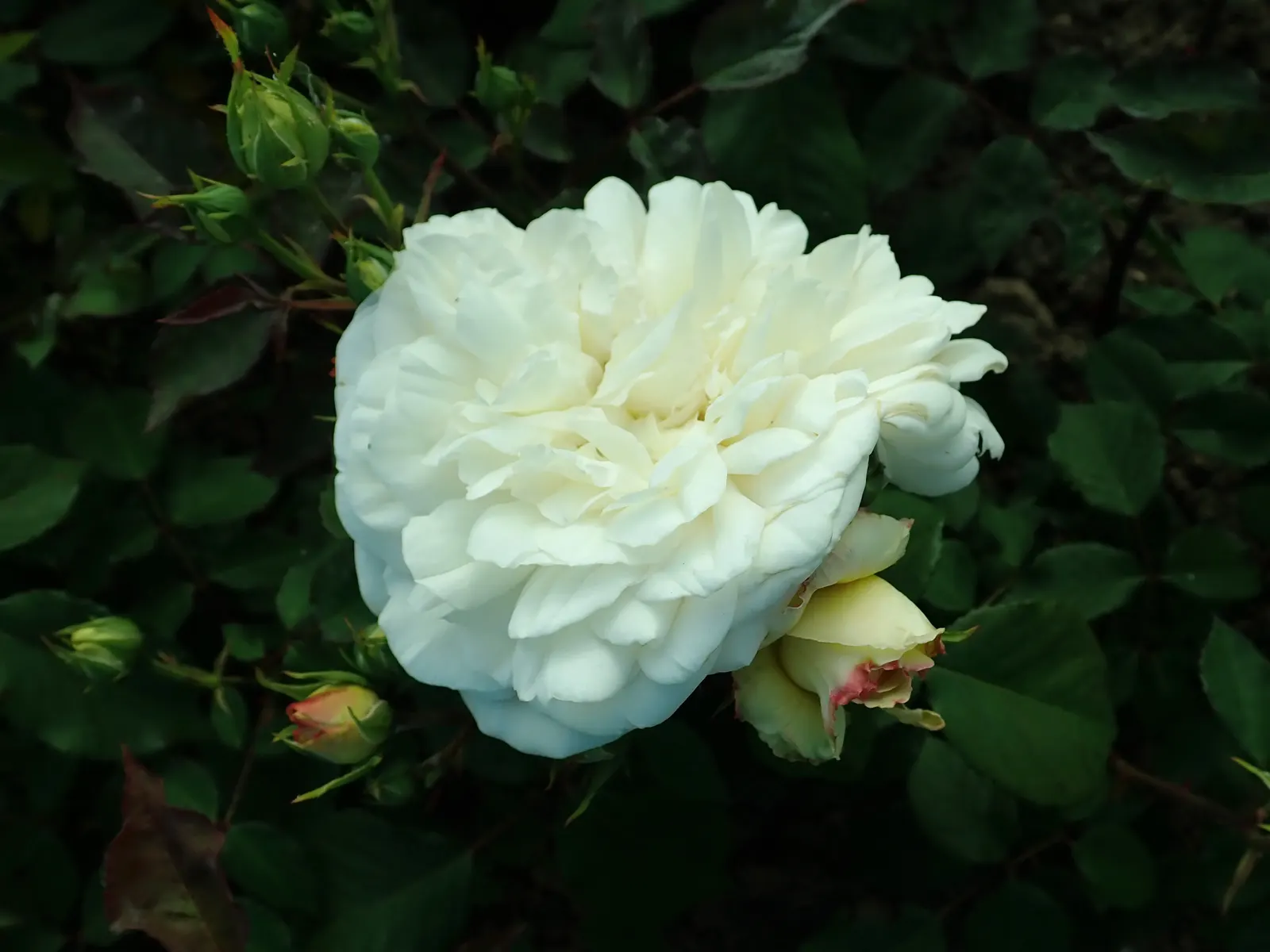 Gruss An Aachen Rose (Rosa 'Gruss An Aachen') — displaying good disease resistance; these elegantly formed flowers are known for their continuous, image 56