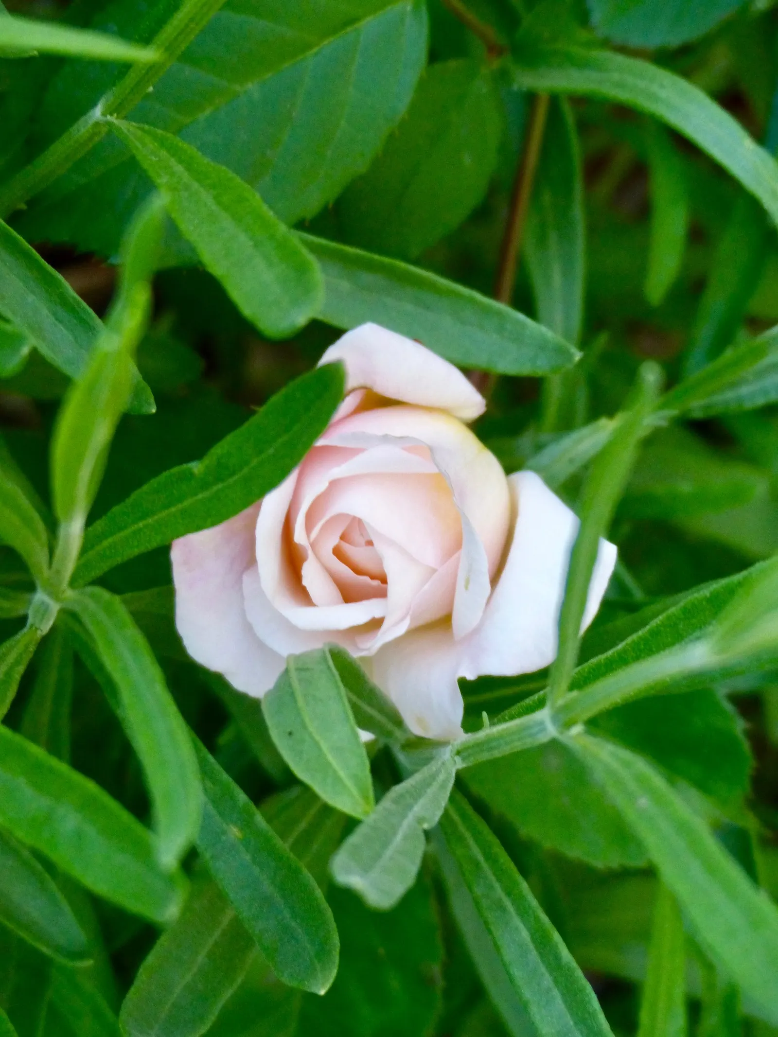 Gruss An Aachen Rose (Rosa 'Gruss An Aachen') — white flowers in the garden