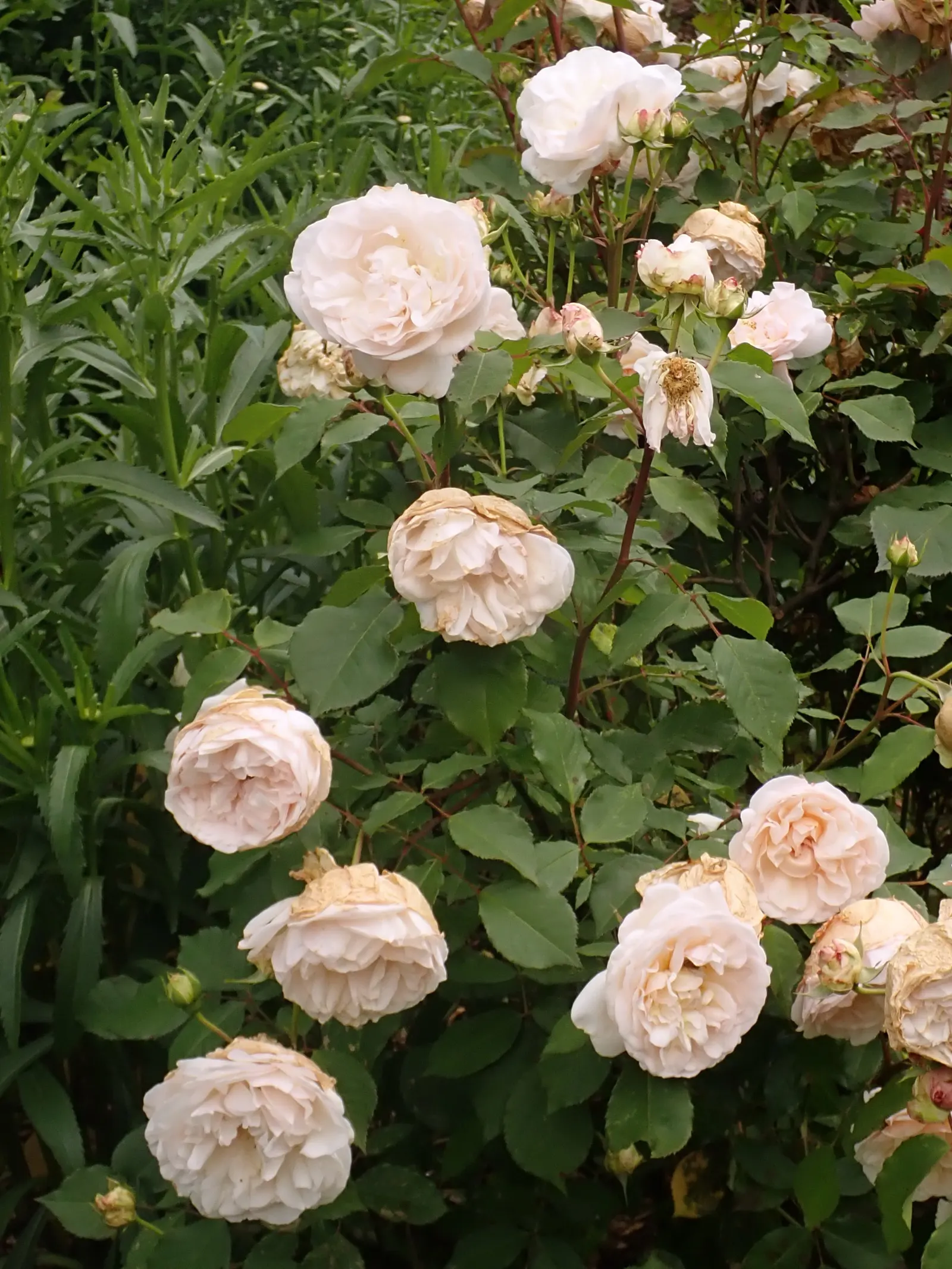 Gruss An Aachen Rose (Rosa 'Gruss An Aachen') — display a densely packed array of petals that exude a mild; plant 'Gruss an Aachen' in well-drained soil with
