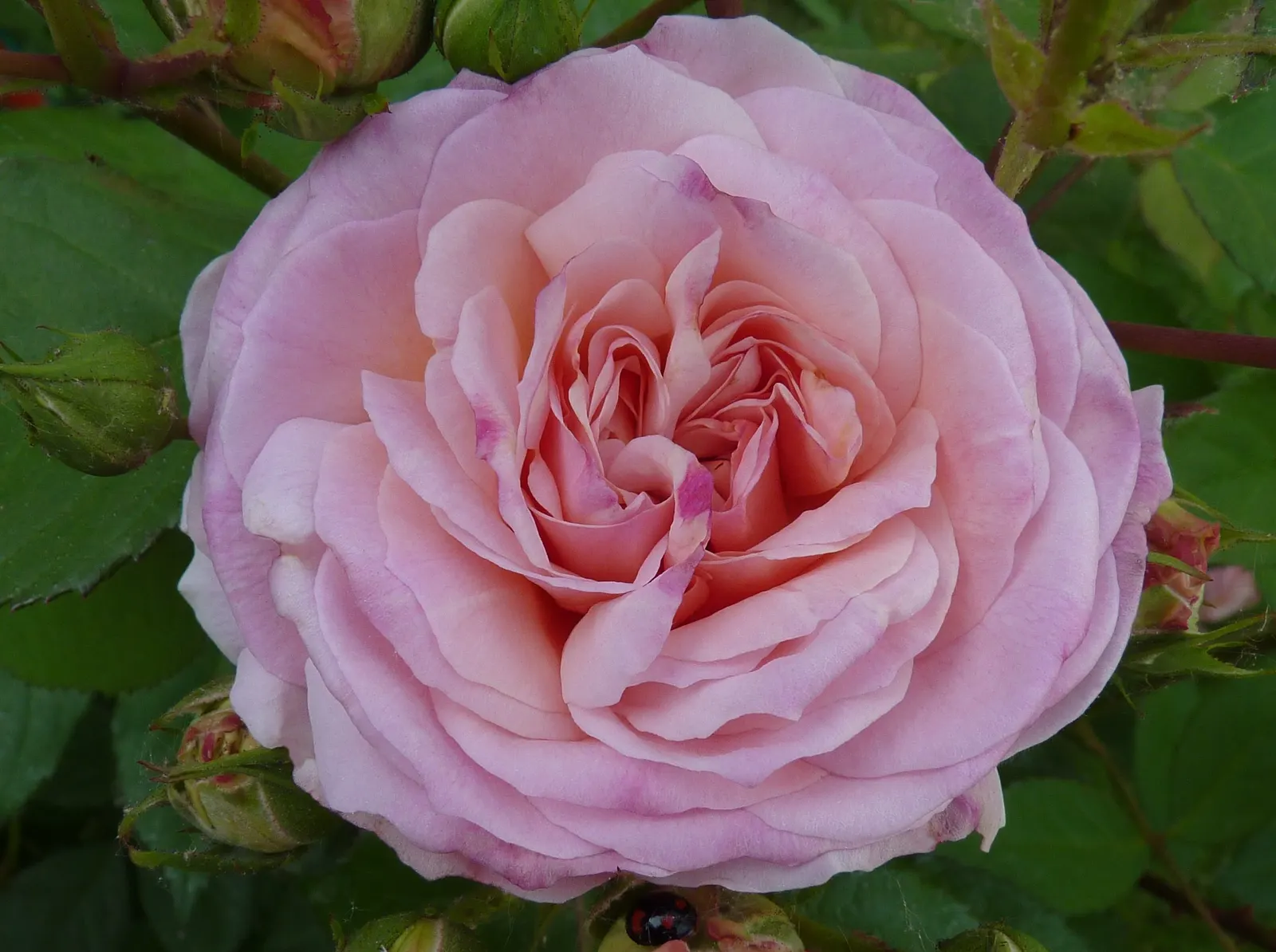 Gruss An Aachen Rose (Rosa 'Gruss An Aachen') — This disease-resistant variety boasts abundant summer-long flowers; perfect for a showy yet romantic addition