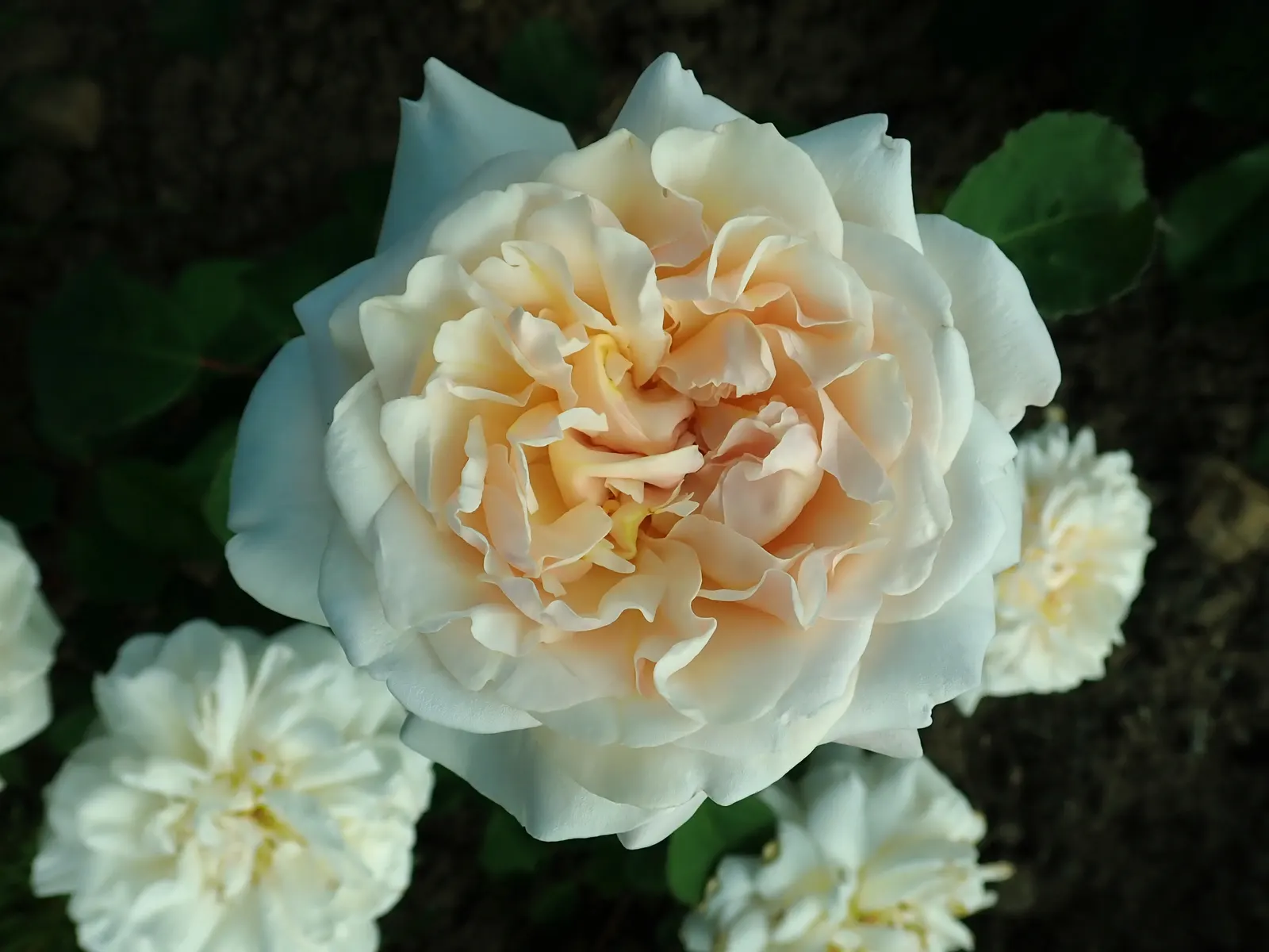 Gruss An Aachen Rose (Rosa 'Gruss An Aachen') — Originating from Germany in the early 20th century; shrub with white blooms, image 66