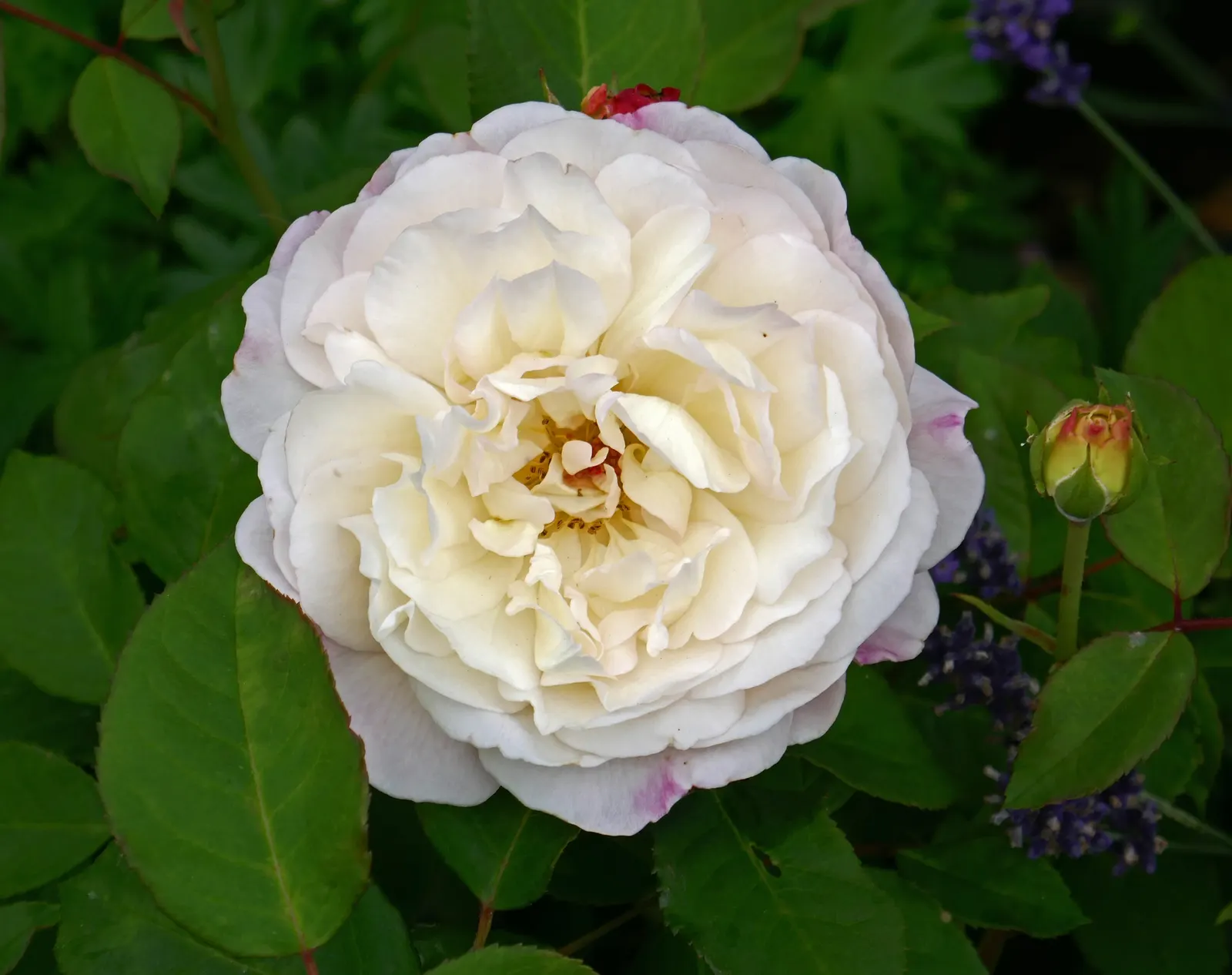Gruss An Aachen Rose (Rosa 'Gruss An Aachen') — This rose variety is hardy