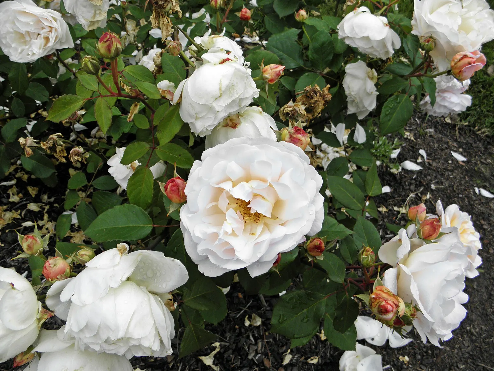 Gruss An Aachen Rose (Rosa 'Gruss An Aachen') — shrub for full or half; but it is also worthwhile to implement a regular maintenance program that, image 60