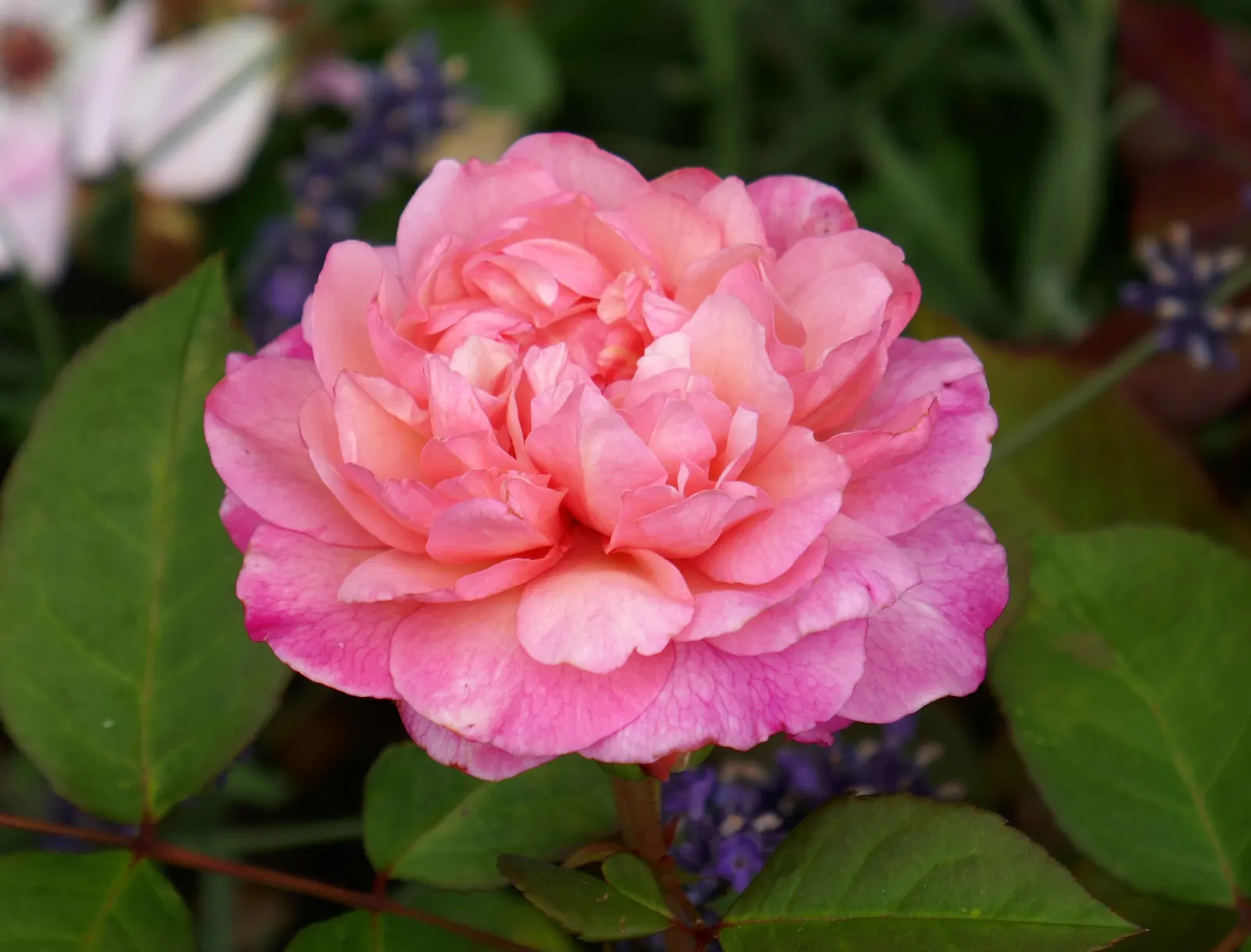 Gruss An Aachen Rose (Rosa 'Gruss An Aachen') — averaging around 4 inches in diameter; originating from Germany in the early 20th century, image 47
