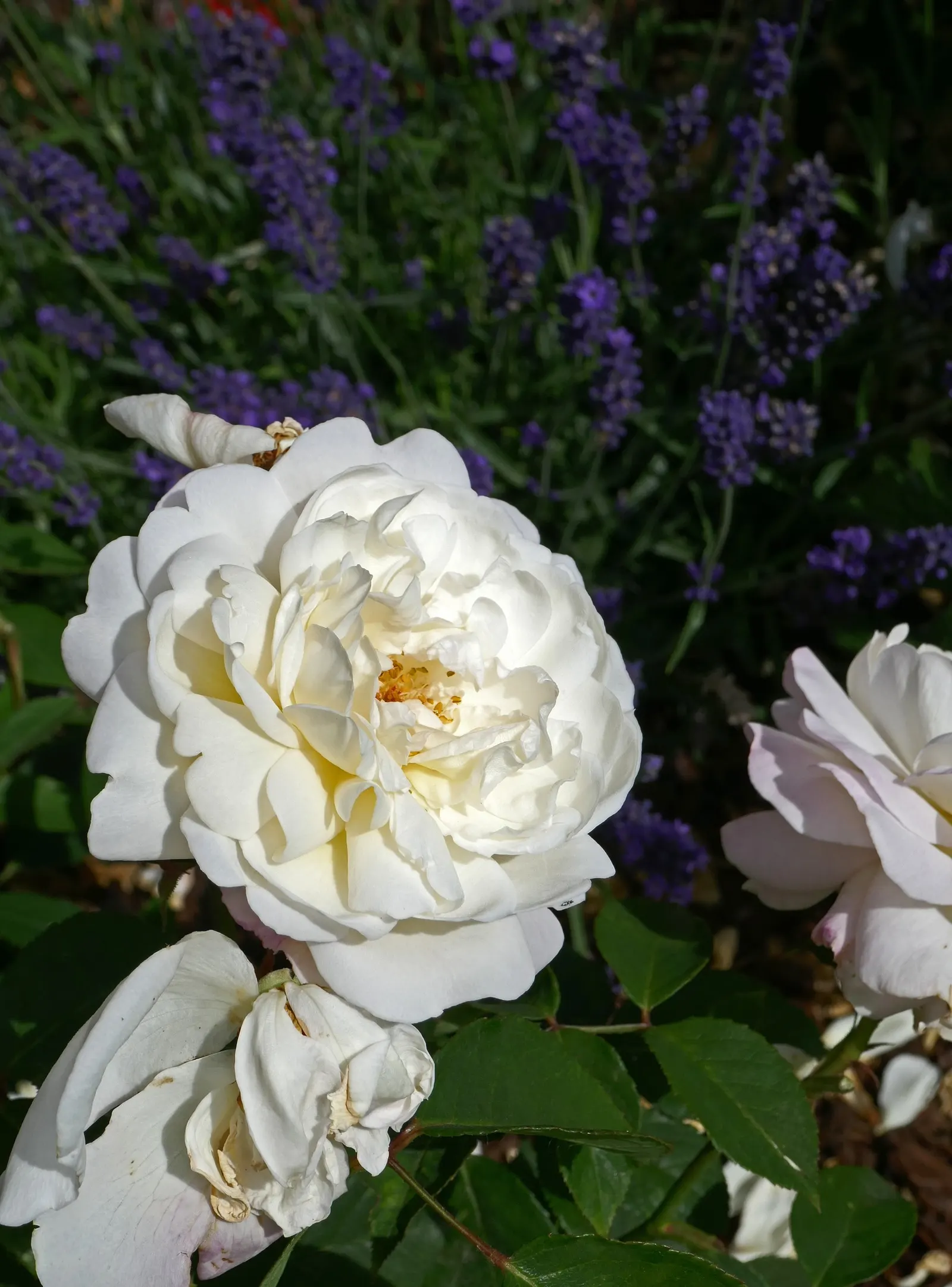 Gruss An Aachen Rose (Rosa 'Gruss An Aachen') — These elegantly formed flowers are known for their continuous blooming pattern; shrub for full or, image 49