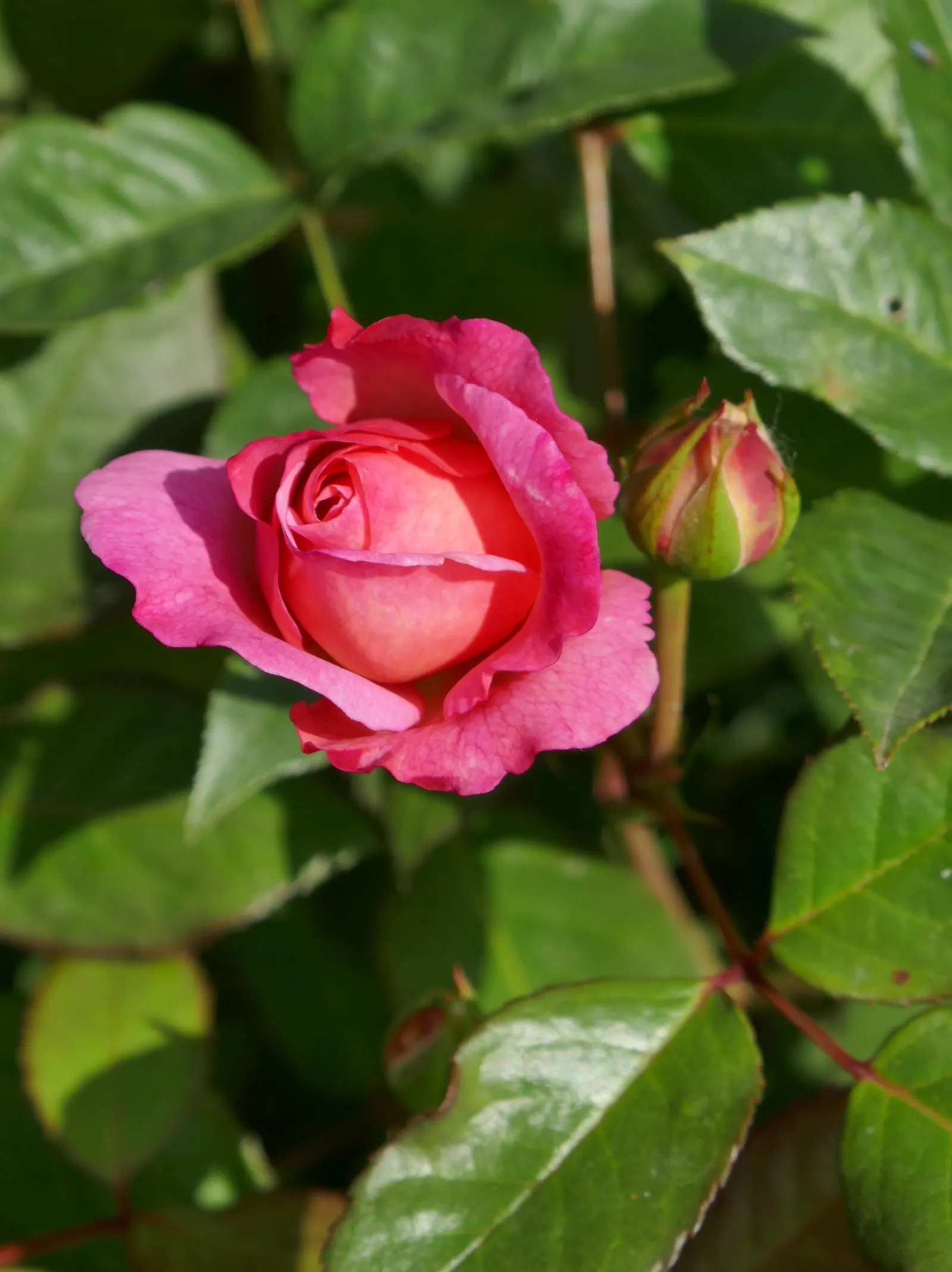 Gruss An Aachen Rose (Rosa 'Gruss An Aachen') — Ideal for borders and beds, it prefers full sun and well-drained soil