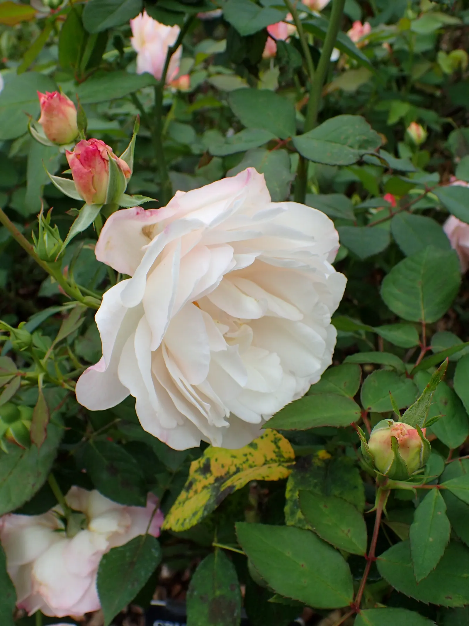 Gruss An Aachen Rose (Rosa 'Gruss An Aachen') — plant 'Gruss an Aachen' in well-drained soil with access to full sun to light shade; display a, image 53
