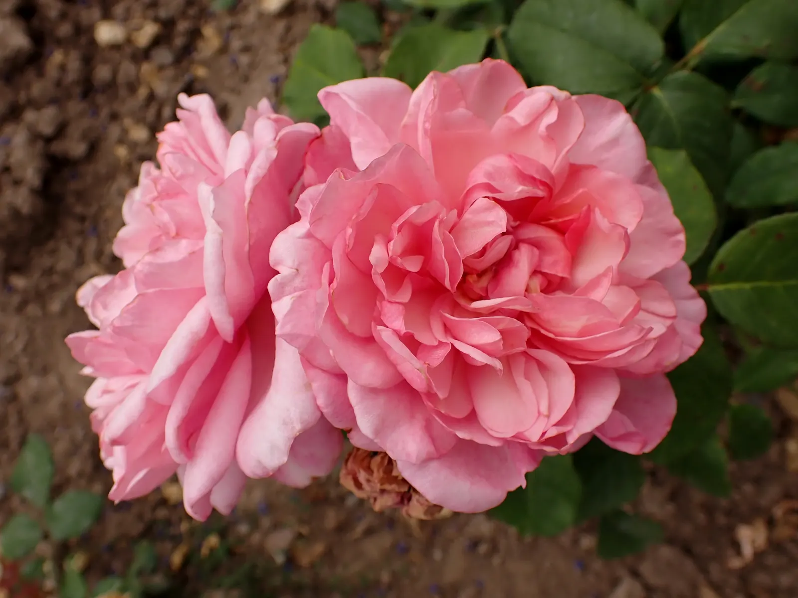 Gruss An Aachen Rose (Rosa 'Gruss An Aachen') — making it a versatile choice as a low hedge or a charming feature in a mixed perennial border; averaging around