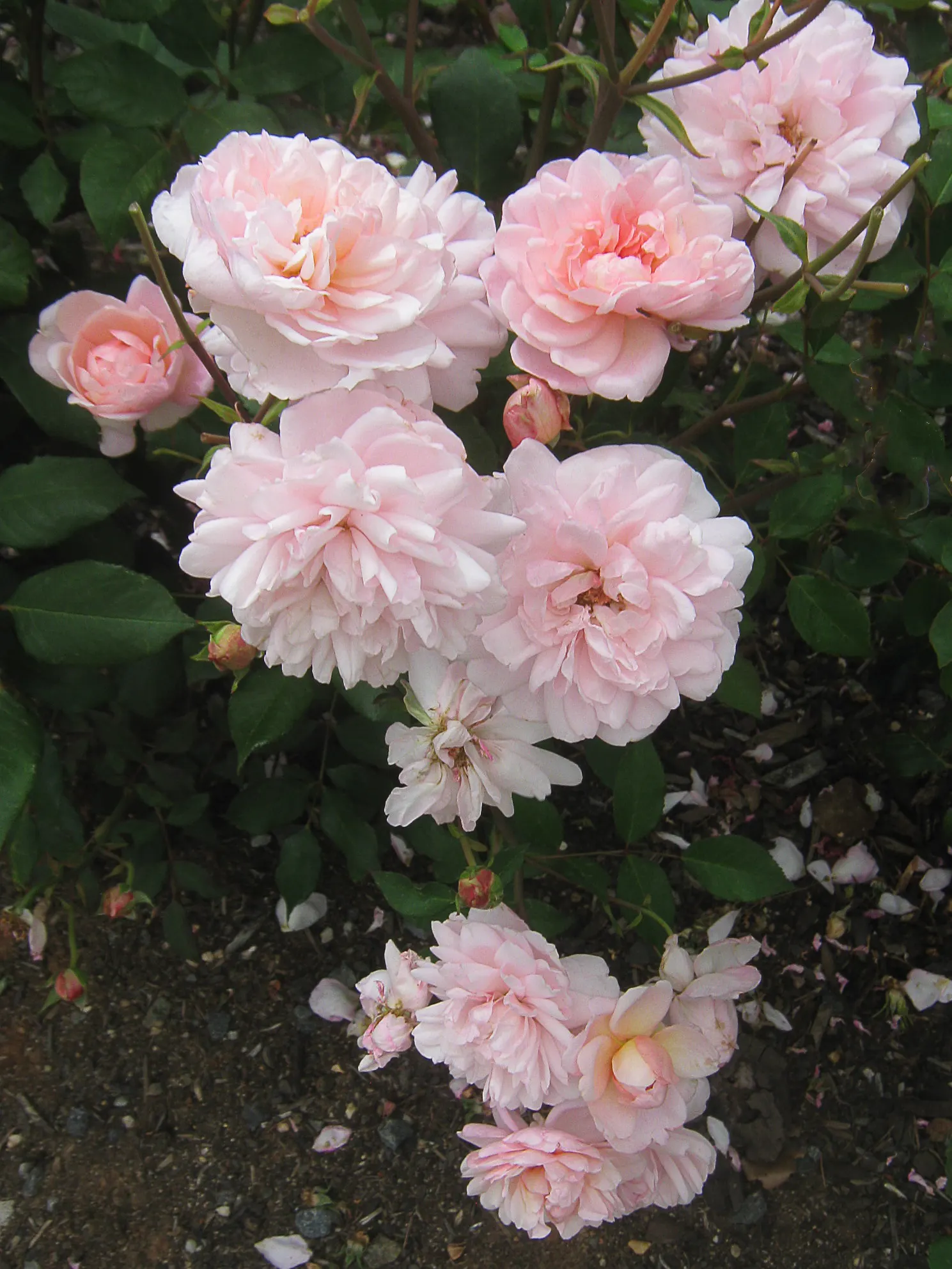 Gruss An Aachen Rose (Rosa 'Gruss An Aachen') — shrub for full or half; but it is also worthwhile to implement a regular maintenance program that includes