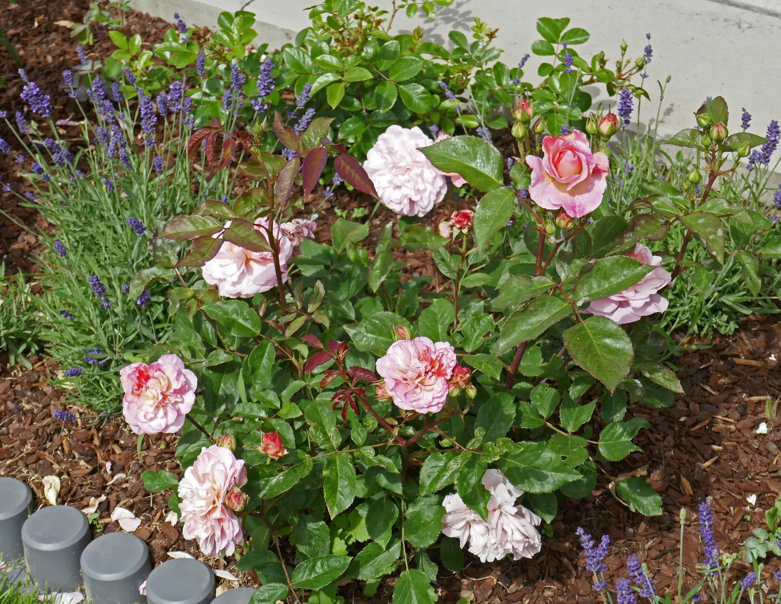 Gruss An Aachen Rose (Rosa 'Gruss An Aachen') — averaging around 4 inches in diameter; originating from Germany in the early 20th century, image 67