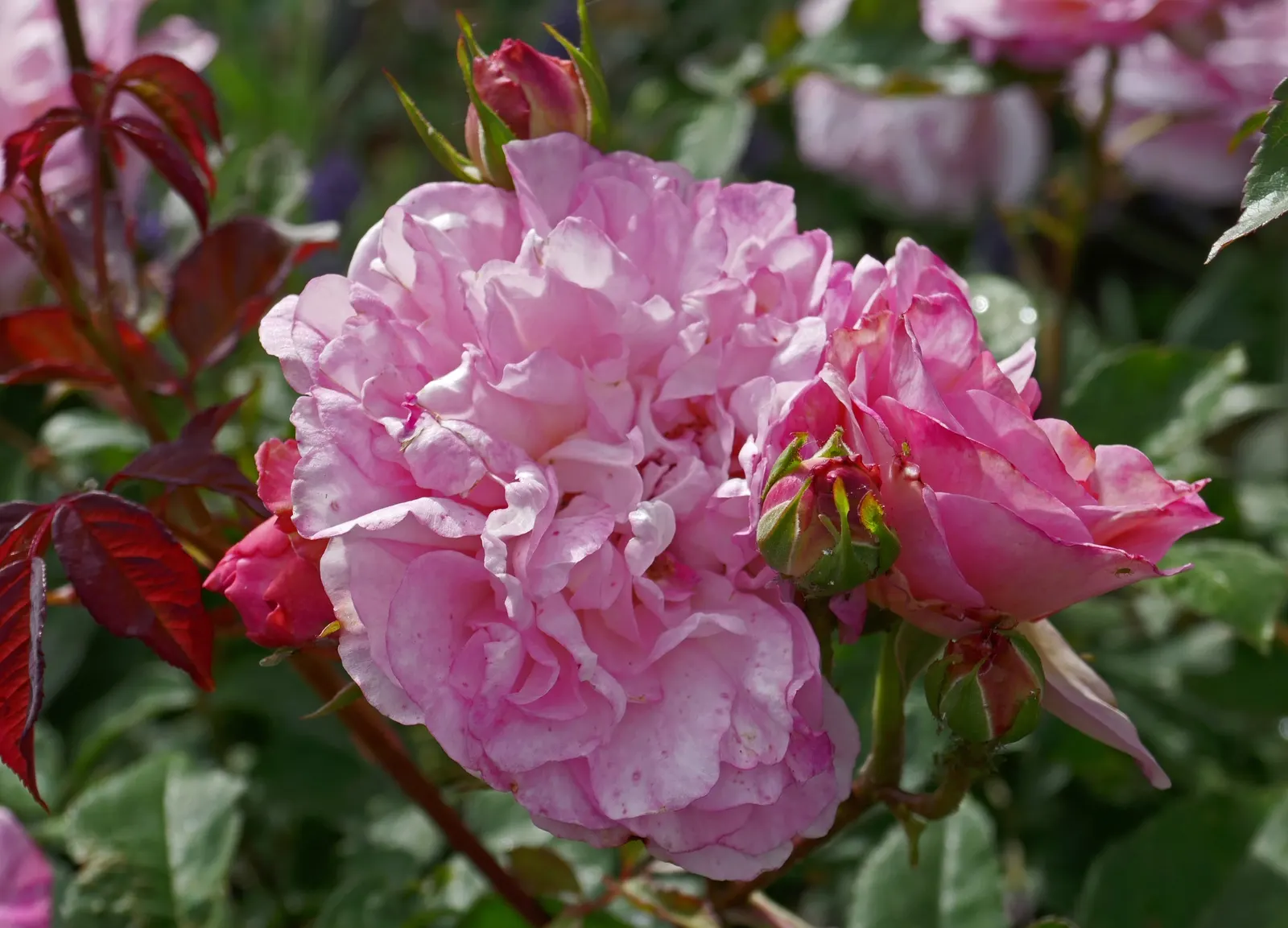 Gruss An Aachen Rose (Rosa 'Gruss An Aachen') — its compact growth habit also allows it to thrive in containers; ensuring at least six hours of direct sunlight