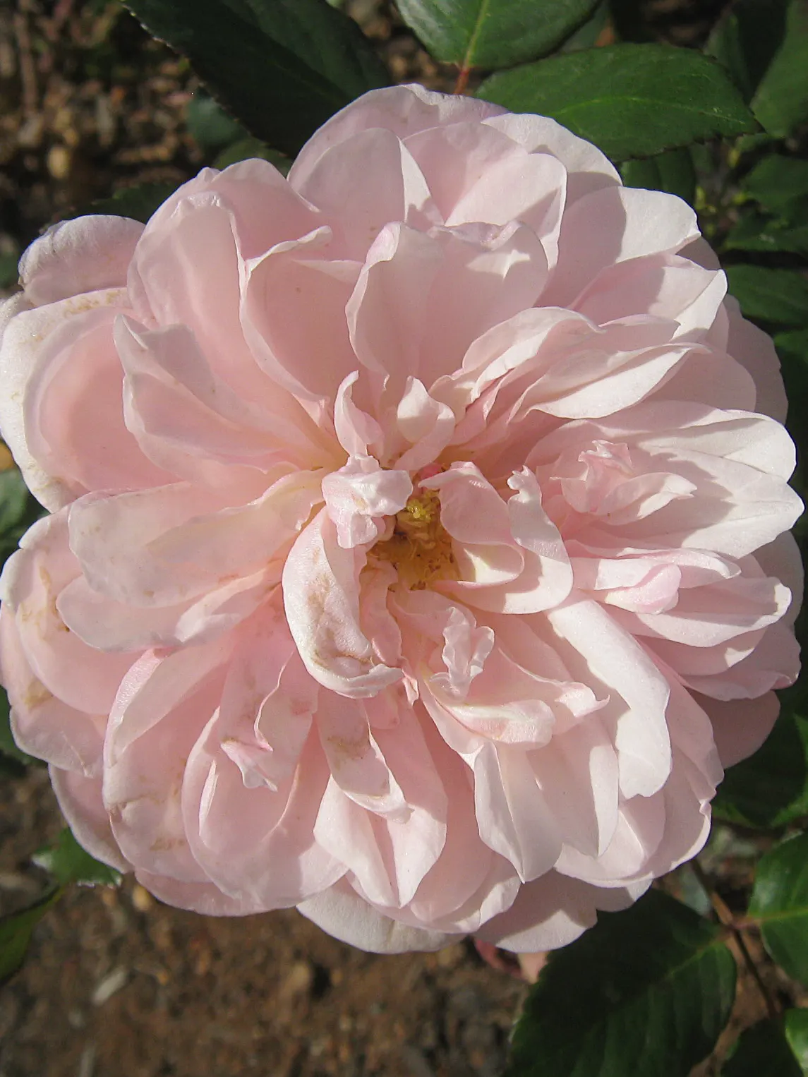 Gruss An Aachen Rose (Rosa 'Gruss An Aachen') — This rose variety is hardy; hardy in USDA zones 5-9, it matures to an elegant bush approximately 2.5 feet tall