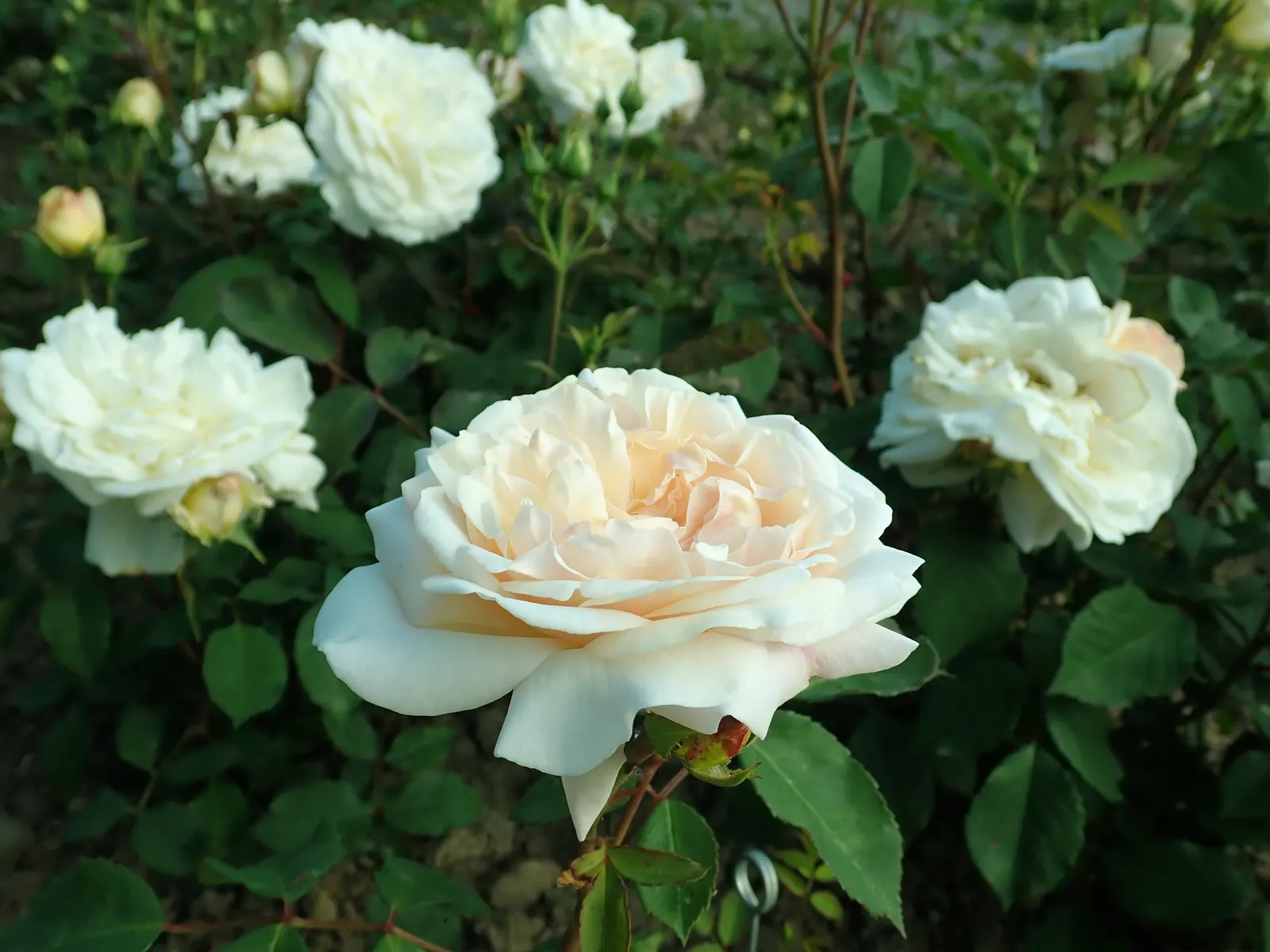 Gruss An Aachen Rose (Rosa 'Gruss An Aachen') — display a densely packed array of petals that exude a mild; plant 'Gruss an Aachen' in well-drained, image 48
