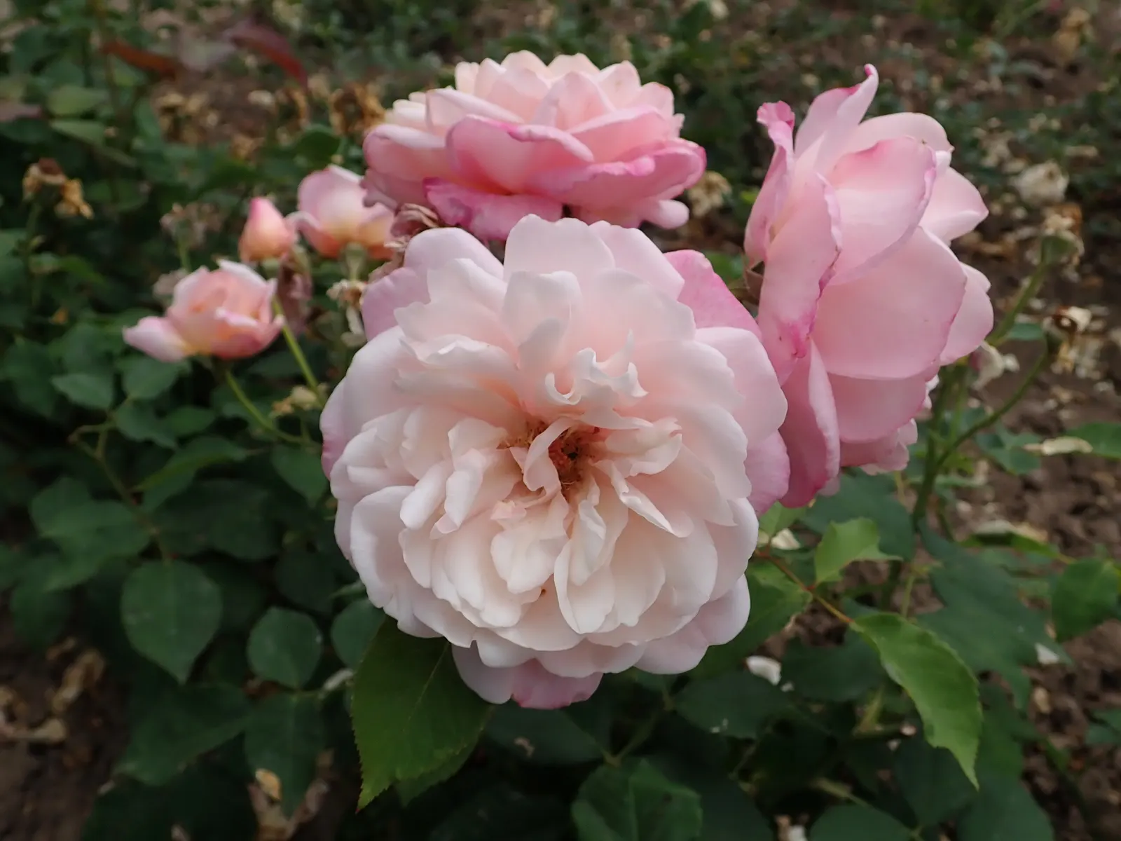 Gruss An Aachen Rose (Rosa 'Gruss An Aachen') — shrub with white blooms; making it a versatile choice as a low hedge or a charming feature in a mixed perennial