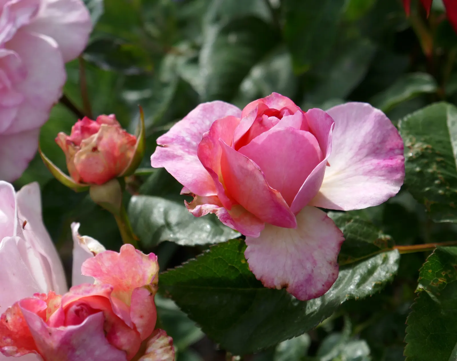 Gruss An Aachen Rose (Rosa 'Gruss An Aachen') — perfect for a showy yet romantic addition to any landscape design
