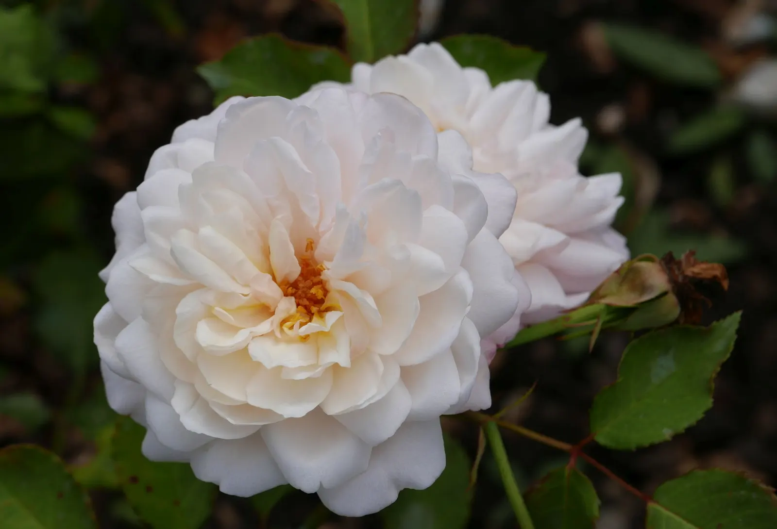 Gruss An Aachen Rose (Rosa 'Gruss An Aachen') — Rosa 'Gruss an Aachen', a Floribunda rose, enchants with flushes of fragrant, pale pink-to-cream, image 41