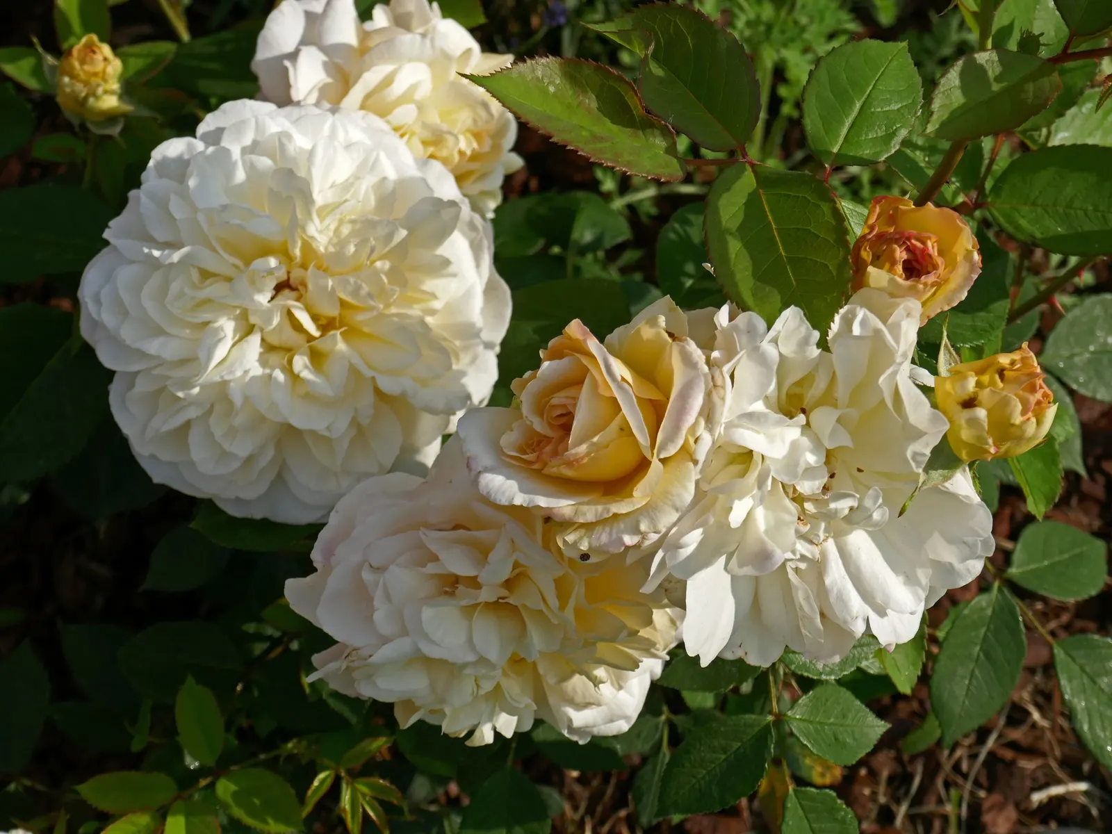 Gruss An Aachen Rose (Rosa 'Gruss An Aachen') — These elegantly formed flowers are known for their continuous blooming pattern