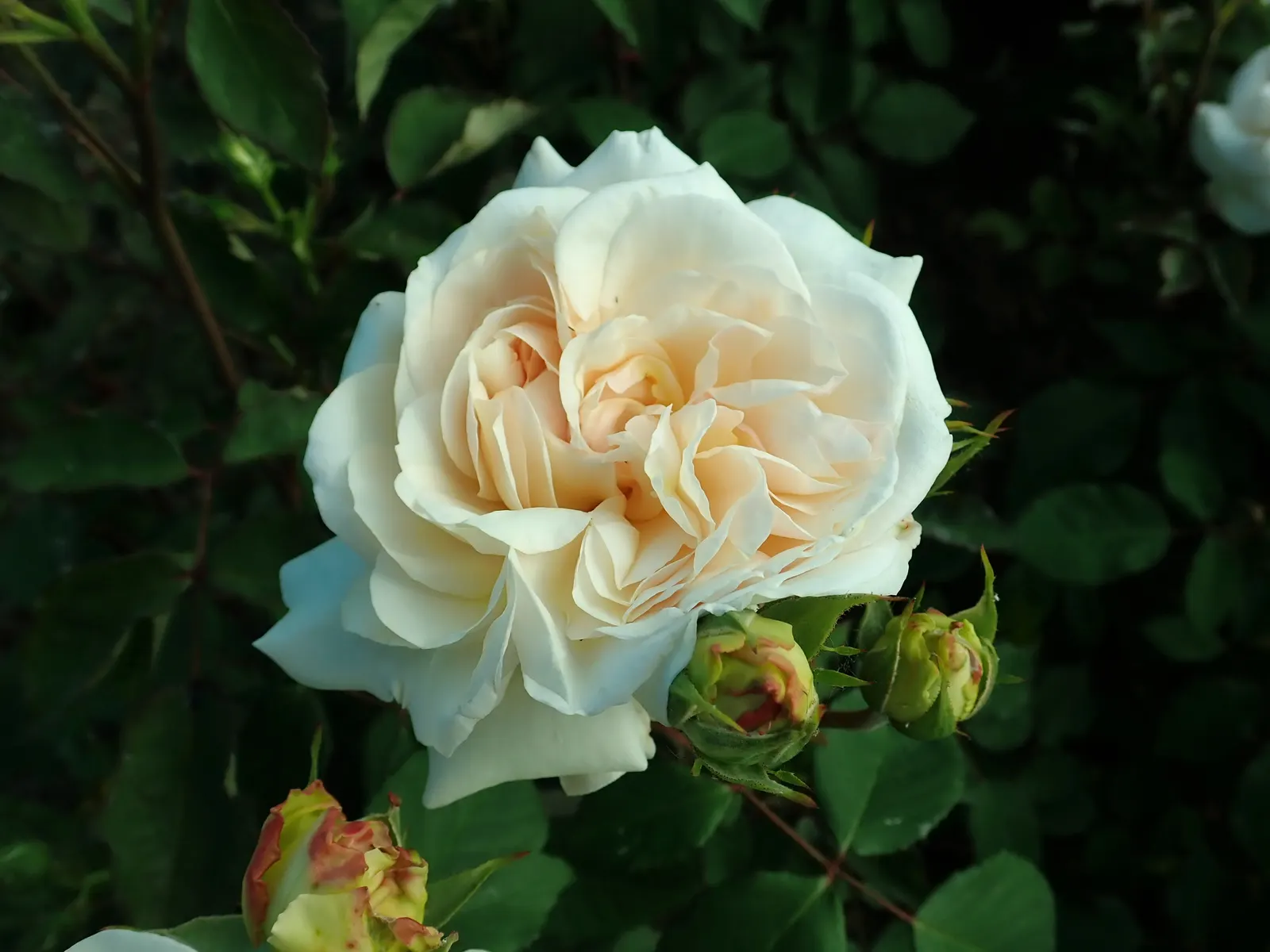 Gruss An Aachen Rose (Rosa 'Gruss An Aachen') — making it a versatile choice as a low hedge or a charming feature in a mixed perennial border