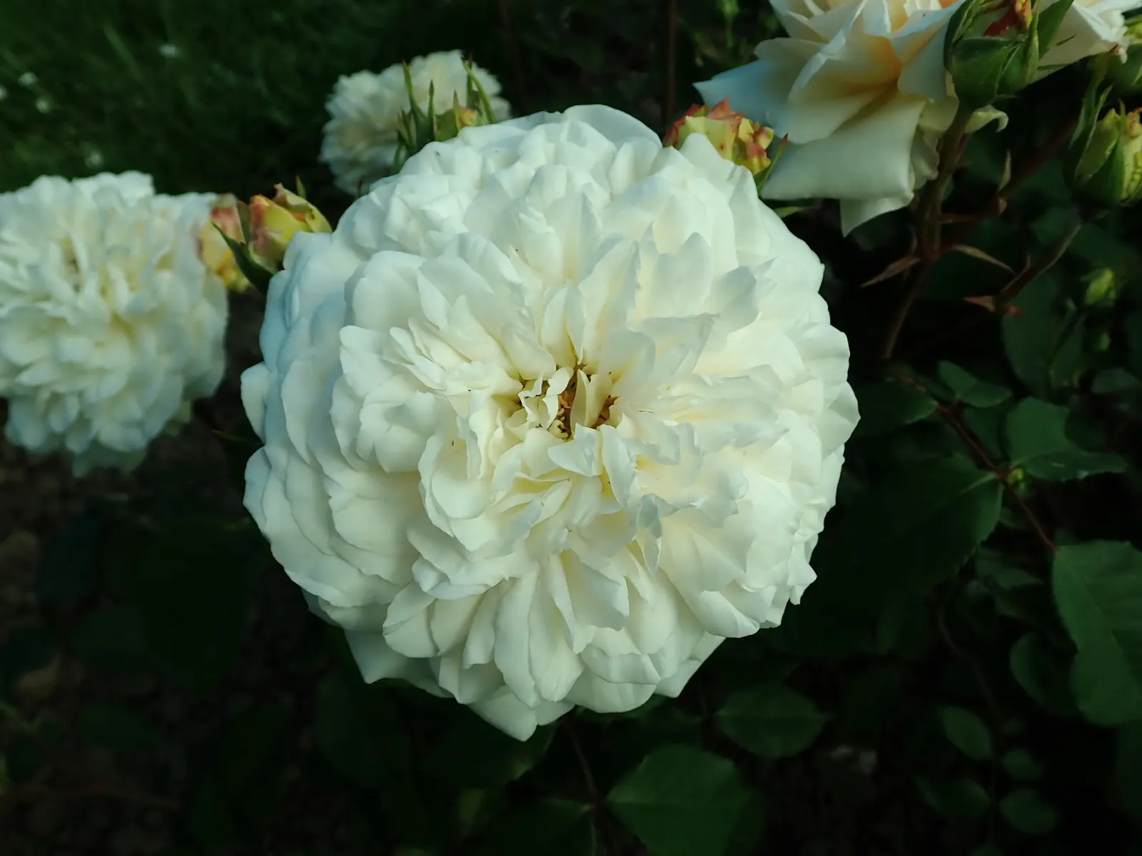 Gruss An Aachen Rose (Rosa 'Gruss An Aachen') — white flowers in the garden; ideal for borders and beds, it prefers full sun and well-drained soil, image 58