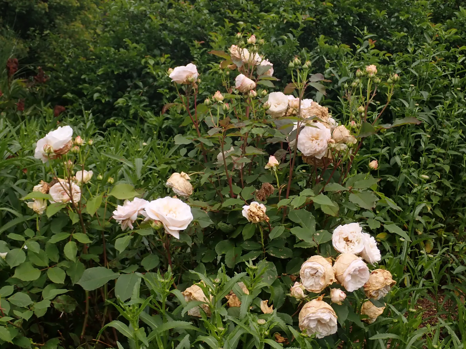 Gruss An Aachen Rose (Rosa 'Gruss An Aachen') — but it is also worthwhile to implement a regular maintenance program that includes pruning; displaying good