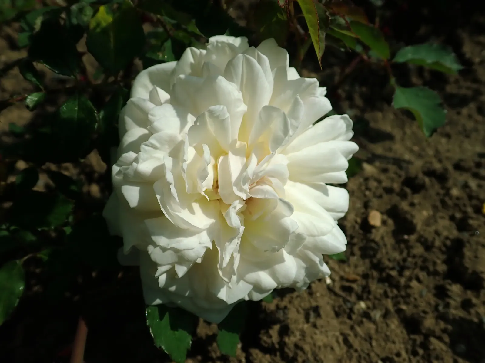 Gruss An Aachen Rose (Rosa 'Gruss An Aachen') — offering flexibility for those with limited space.<br><br>For optimal vitality; rosa 'Gruss an, image 52