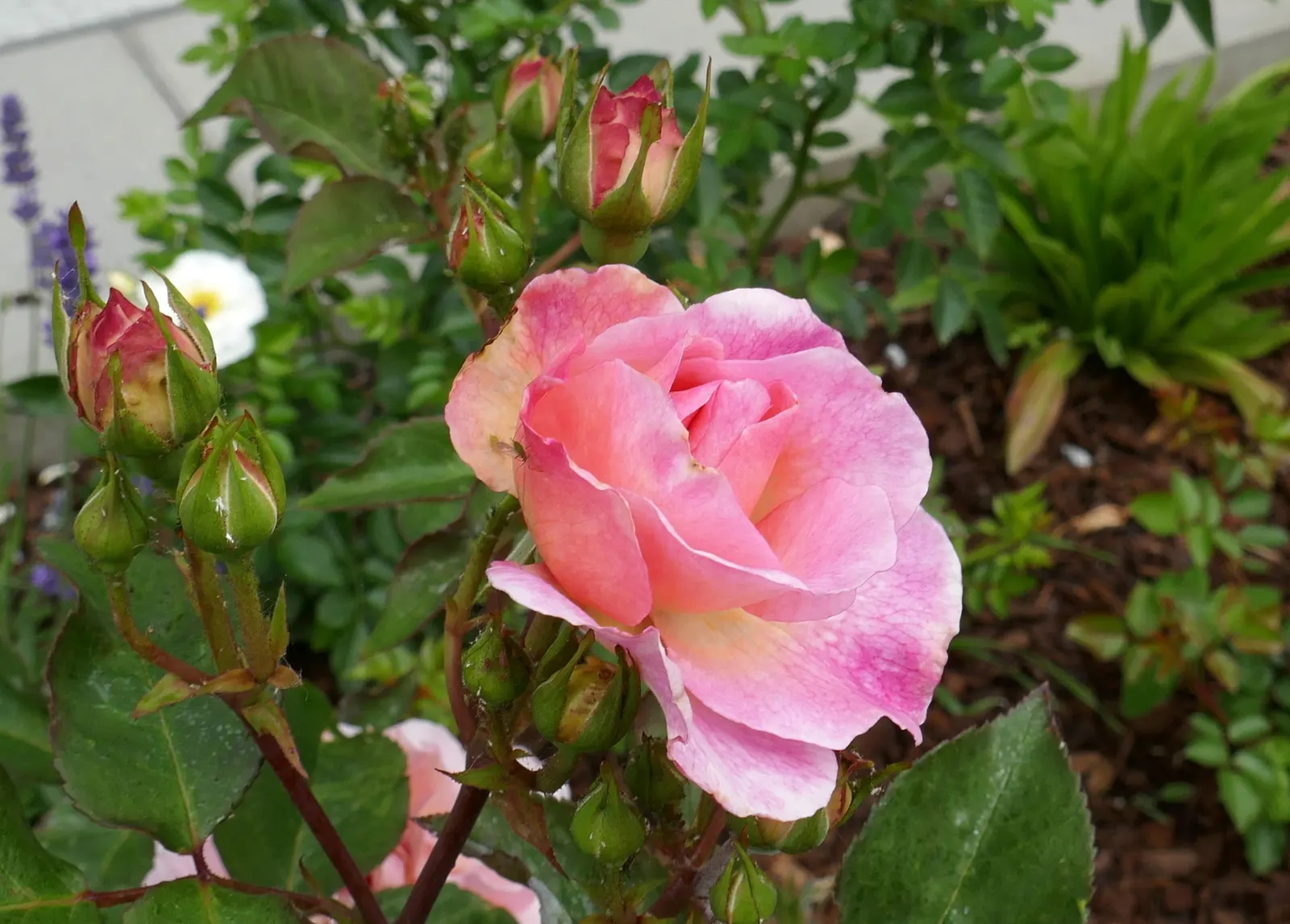 Gruss An Aachen Rose (Rosa 'Gruss An Aachen') — but it is also worthwhile to implement a regular maintenance program that includes pruning