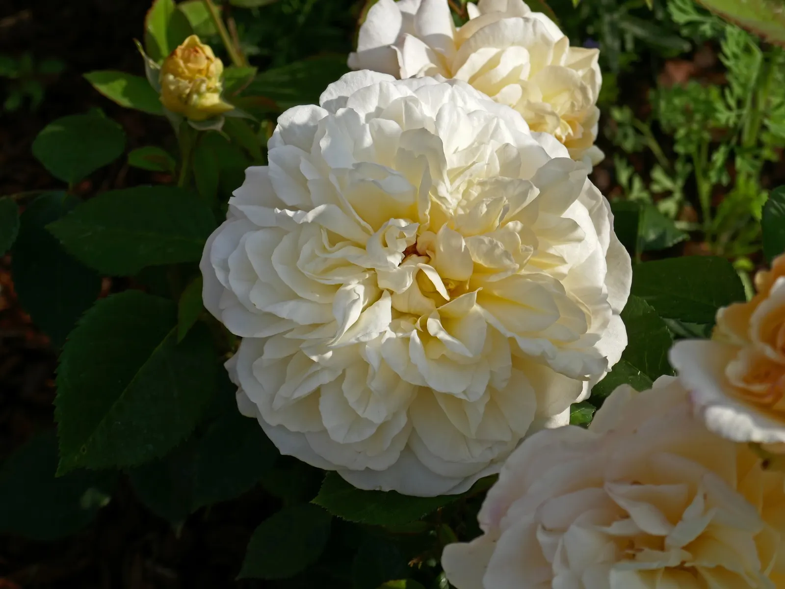 Gruss An Aachen Rose (Rosa 'Gruss An Aachen') — This rose variety is hardy; hardy in USDA zones 5-9, it matures to an elegant bush approximately, image 55