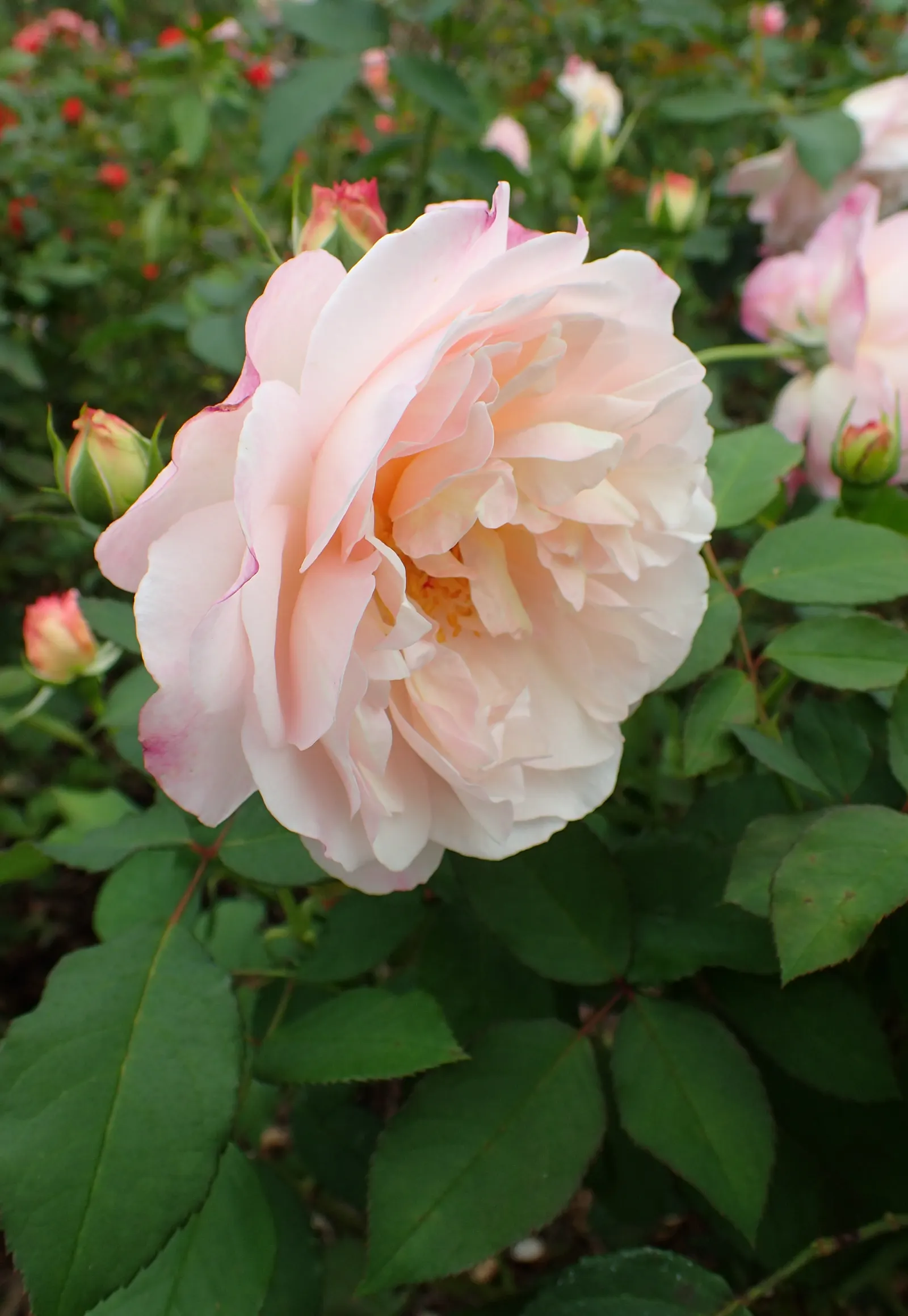 Gruss An Aachen Rose (Rosa 'Gruss An Aachen') — its compact growth habit also allows it to thrive in containers; ensuring at least six hours of, image 51