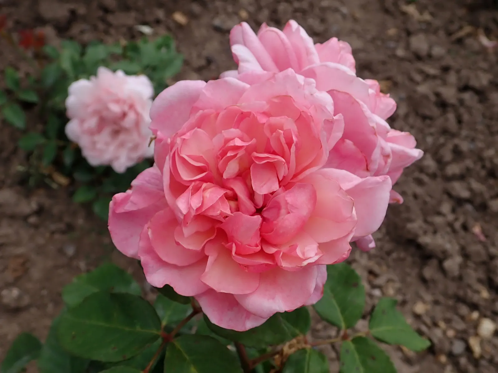 Gruss An Aachen Rose (Rosa 'Gruss An Aachen') — This disease-resistant variety boasts abundant summer-long flowers