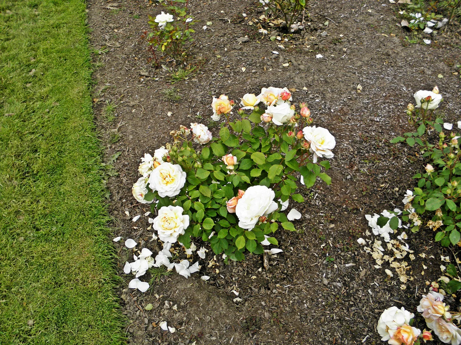 Gruss An Aachen Rose (Rosa 'Gruss An Aachen') — averaging around 4 inches in diameter; originating from Germany in the early 20th century