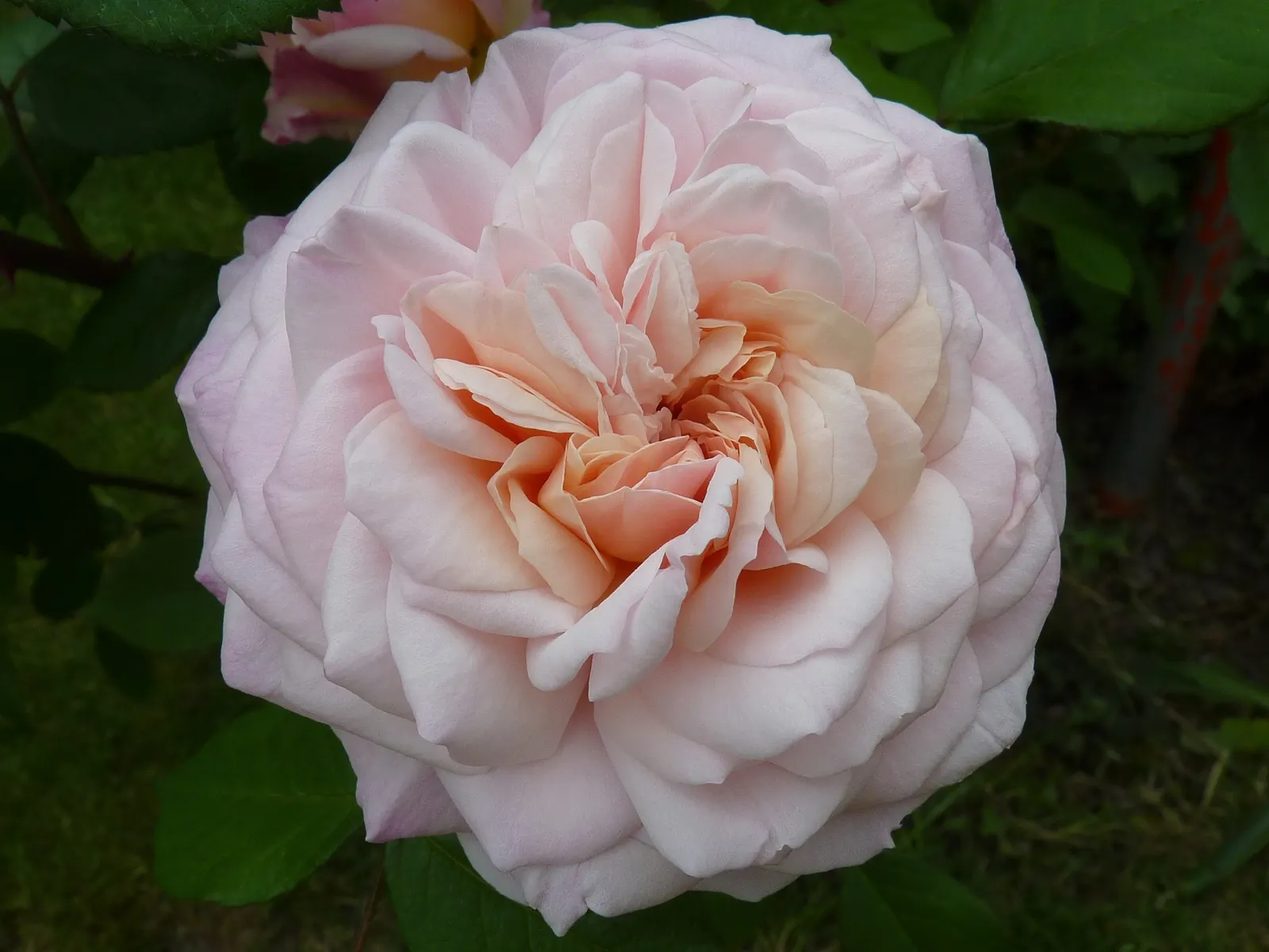 Gruss An Aachen Rose (Rosa 'Gruss An Aachen') — Hardy in USDA zones 5-9, it matures to an elegant bush approximately 2.5 feet tall and wide; its compact growth