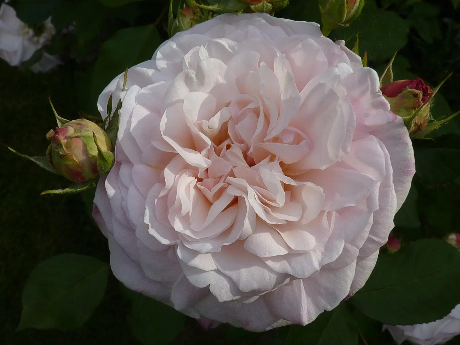 Gruss An Aachen Rose (Rosa 'Gruss An Aachen') — Hardy in USDA zones 5-9, it matures to an elegant bush approximately 2.5 feet tall and wide; its, image 42