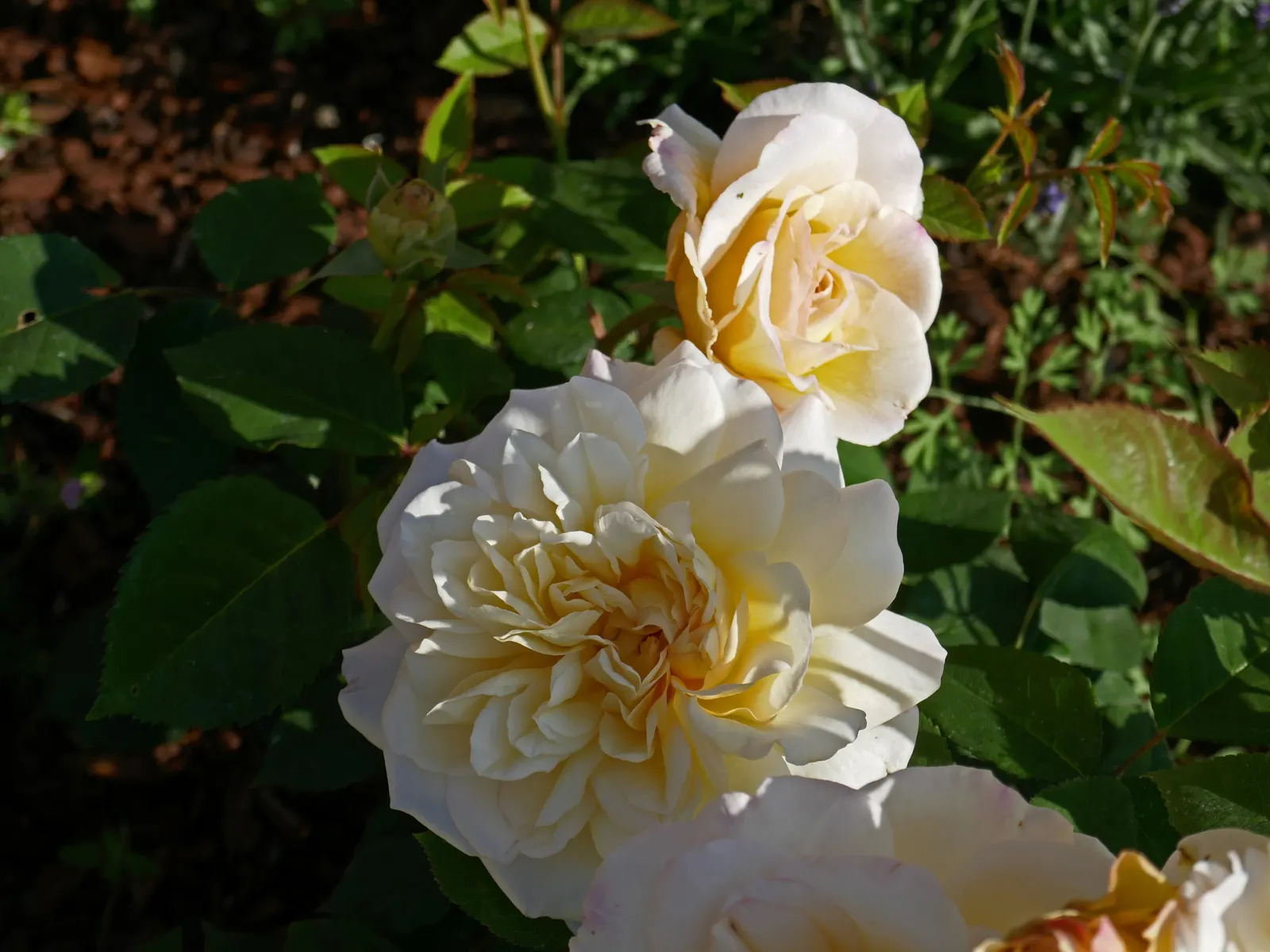 Gruss An Aachen Rose (Rosa 'Gruss An Aachen') — Rosa 'Gruss an Aachen', a Floribunda rose, enchants with flushes of fragrant, pale pink-to-cream, image 61