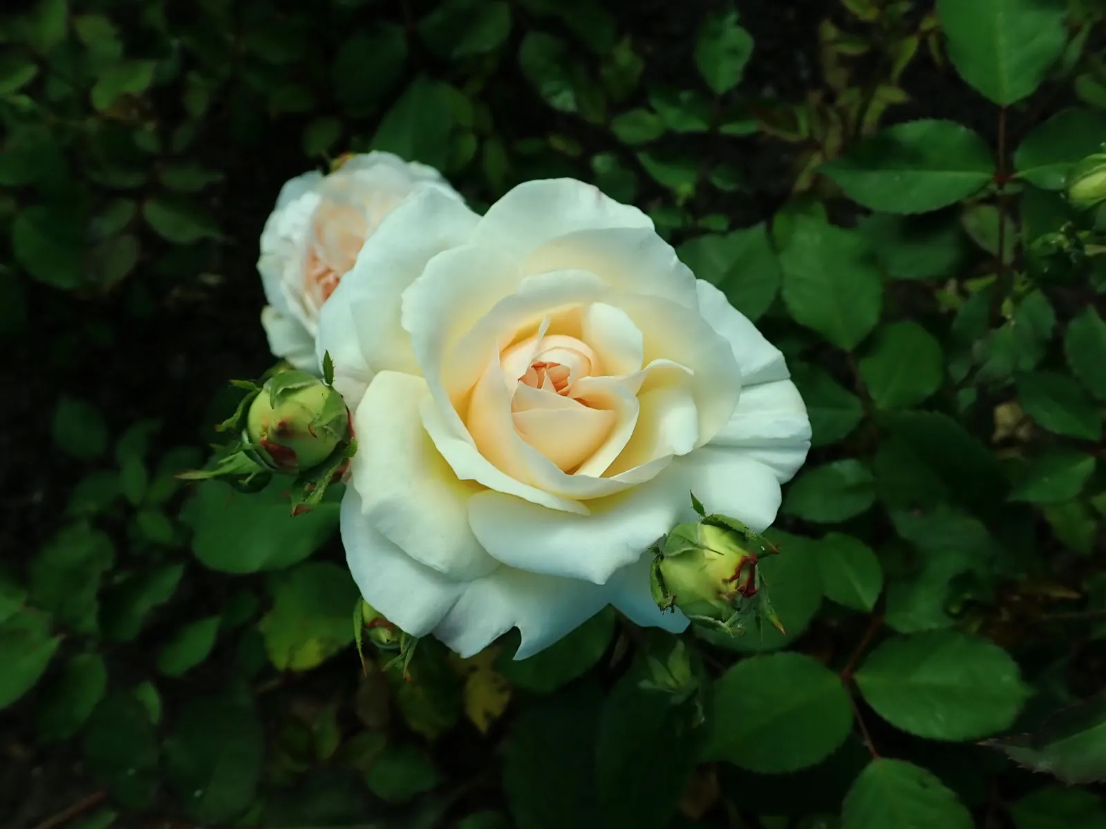 Gruss An Aachen Rose (Rosa 'Gruss An Aachen') — This disease-resistant variety boasts abundant summer-long flowers; perfect for a showy yet, image 44
