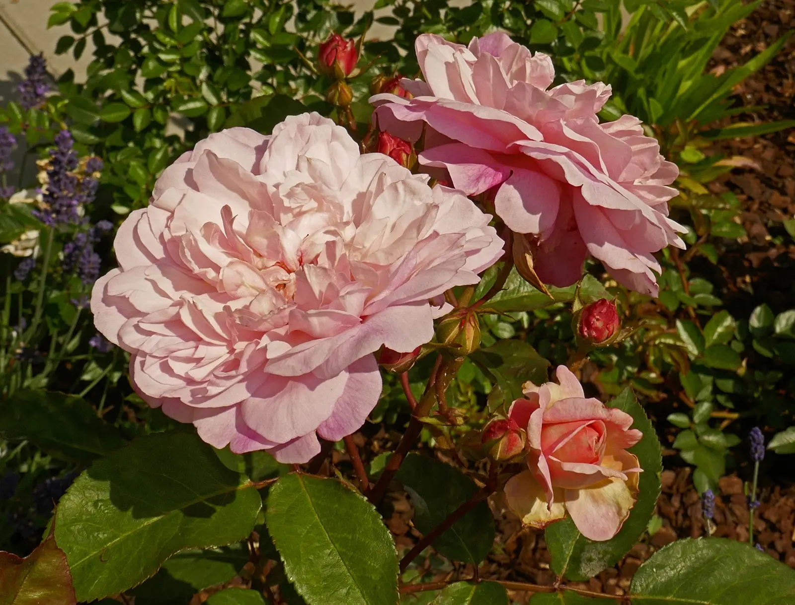 Gruss An Aachen Rose (Rosa 'Gruss An Aachen') — Originating from Germany in the early 20th century