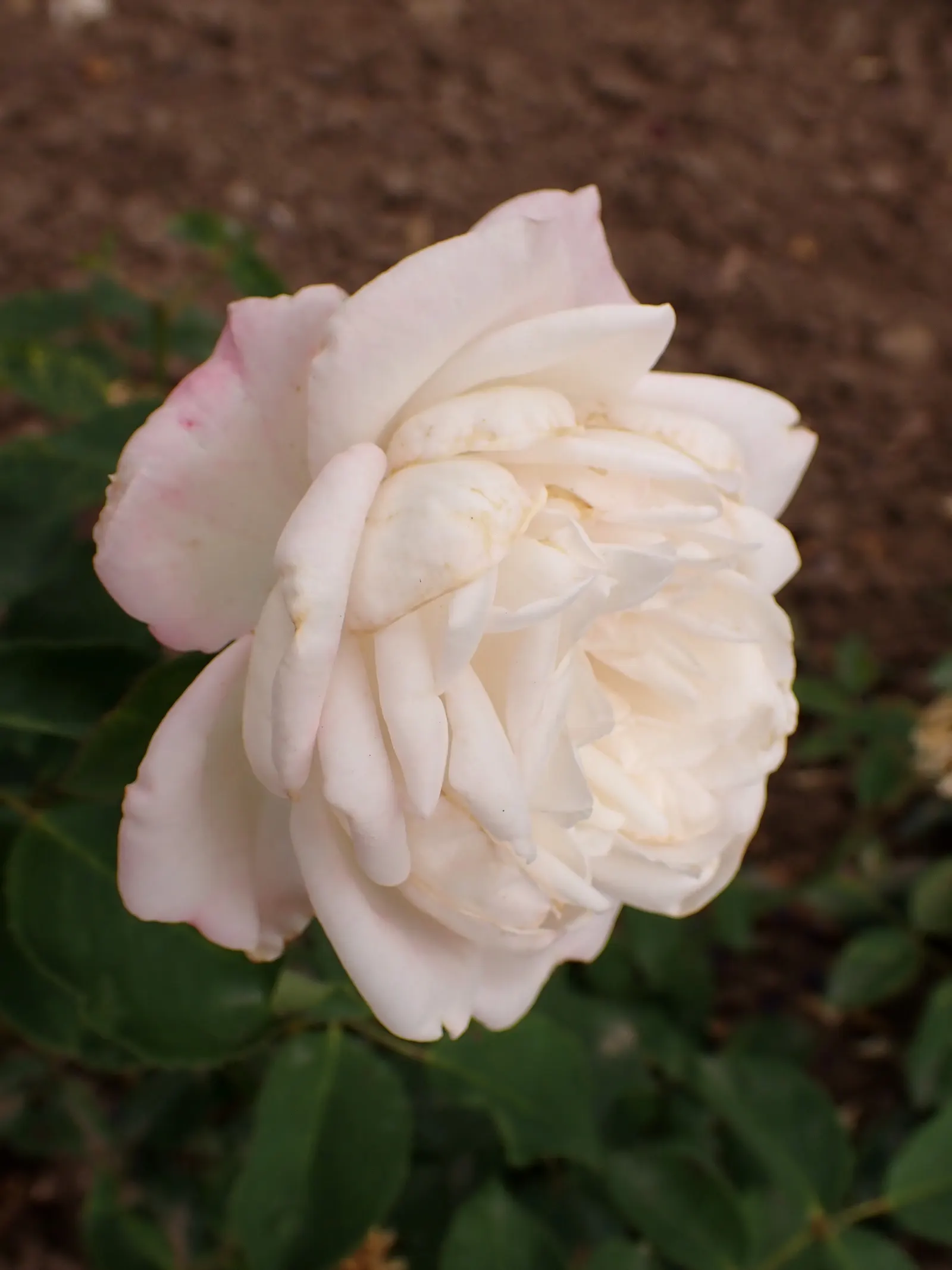 Gruss An Aachen Rose (Rosa 'Gruss An Aachen') — These elegantly formed flowers are known for their continuous blooming pattern; shrub for full or half